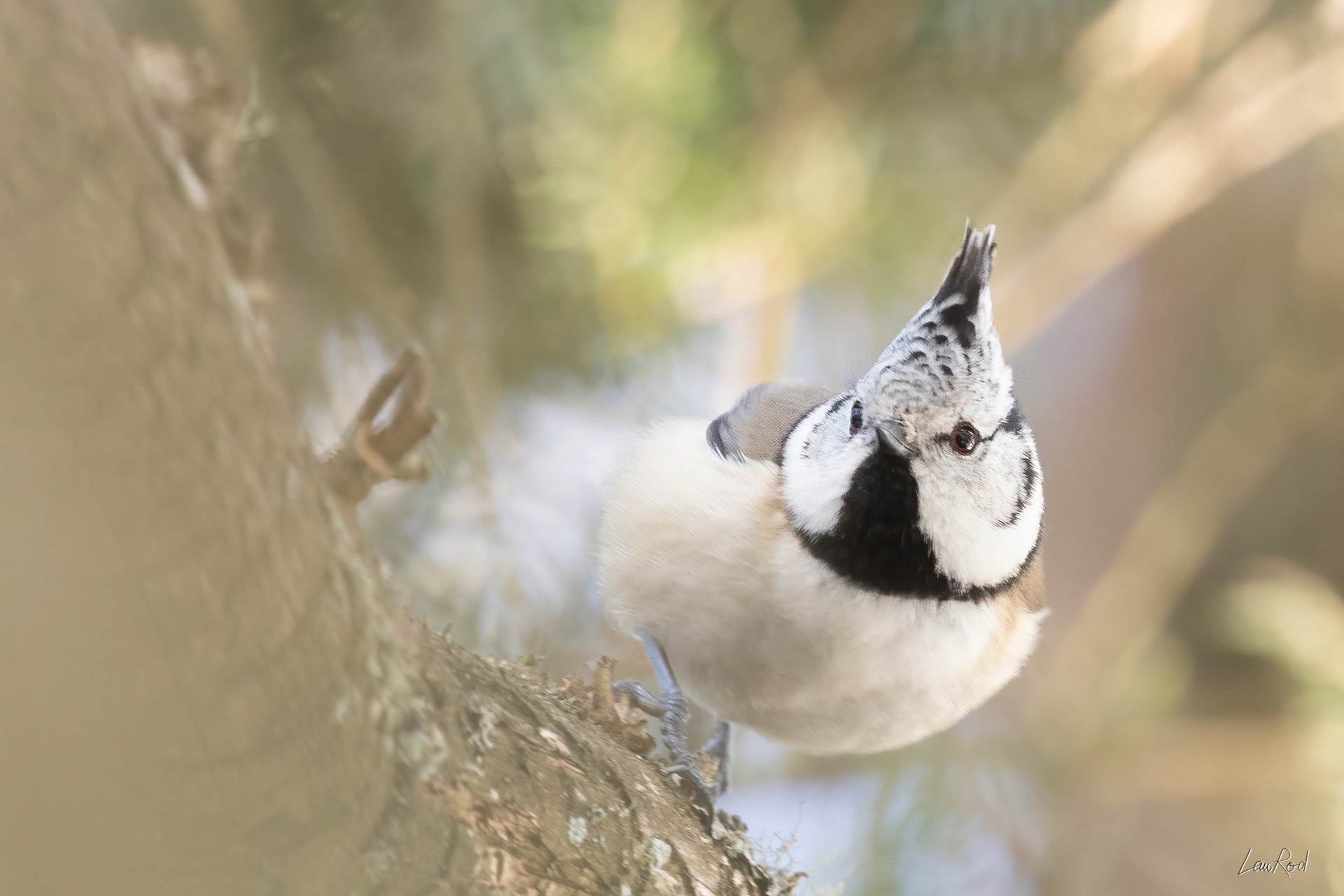 Mésange Huppé - OBJ160