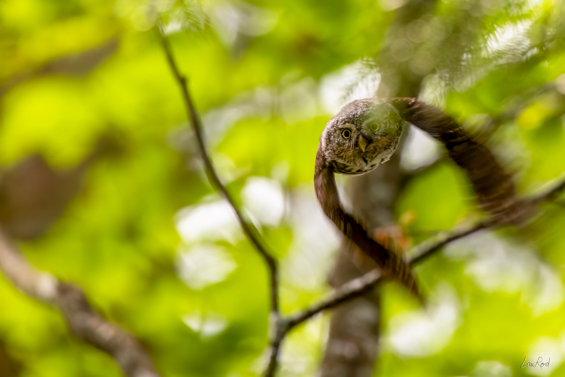 Chouette chevêchette - OBJ177