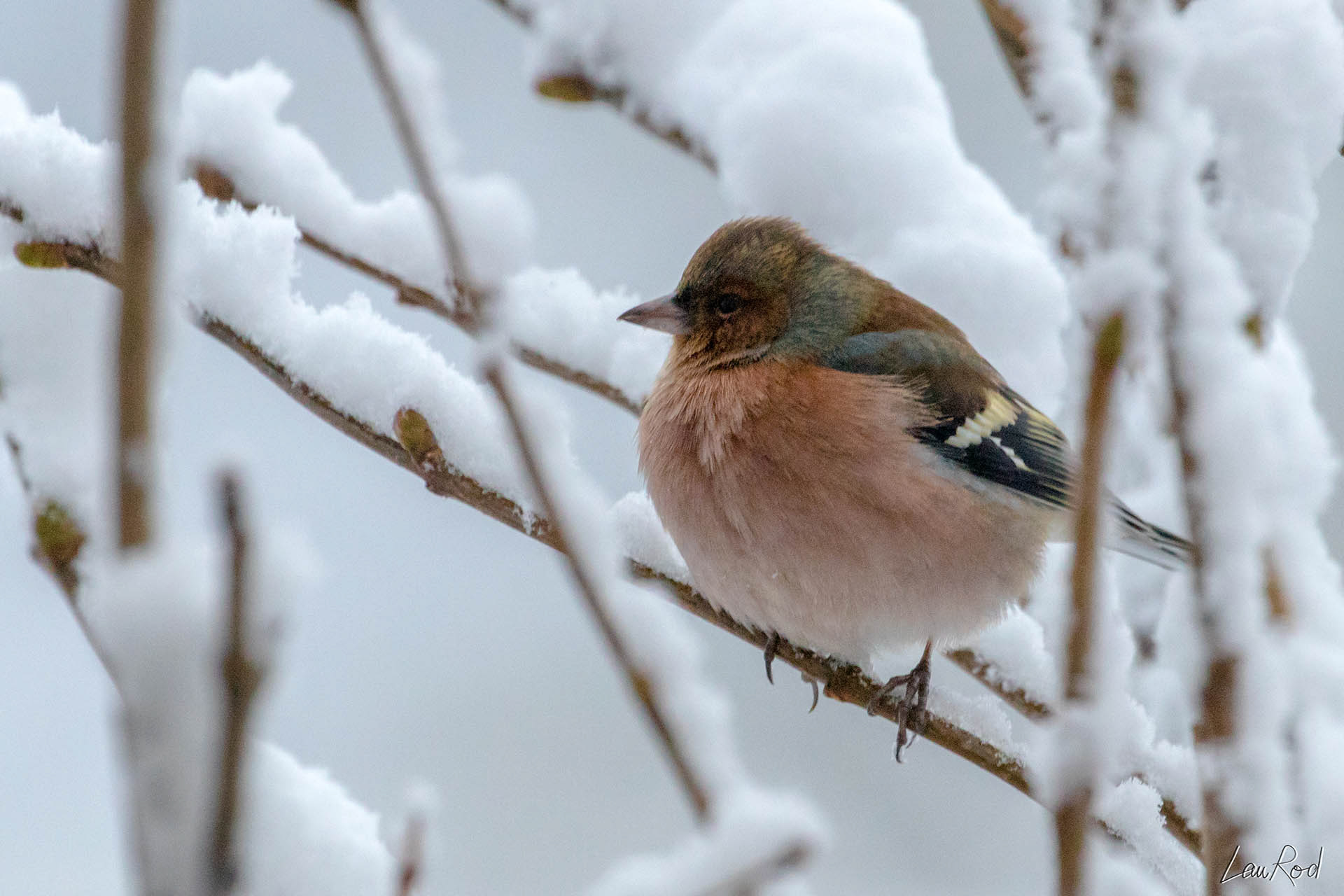 Pinson des arbres - OBJ021