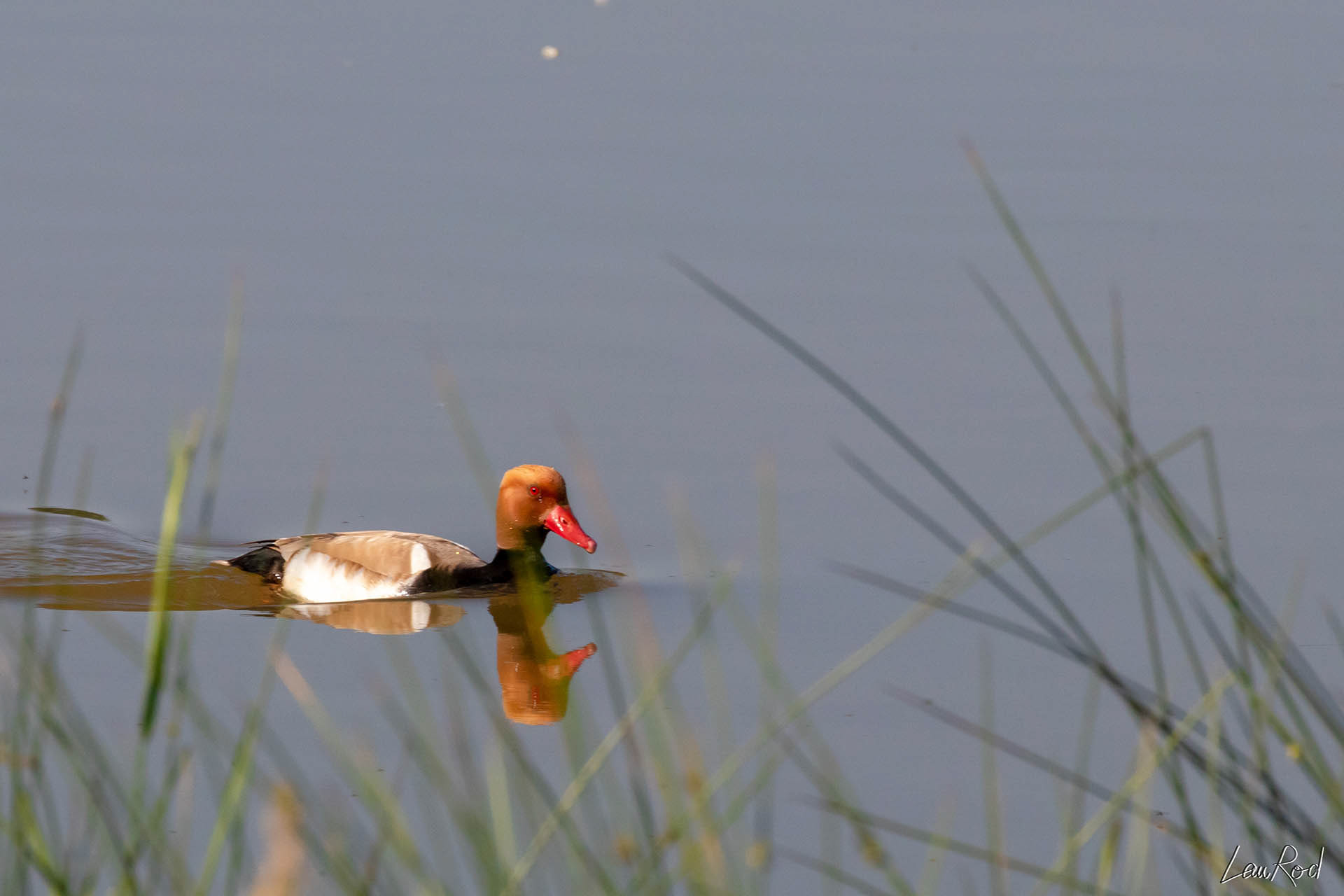 Nette rousse - OE 002