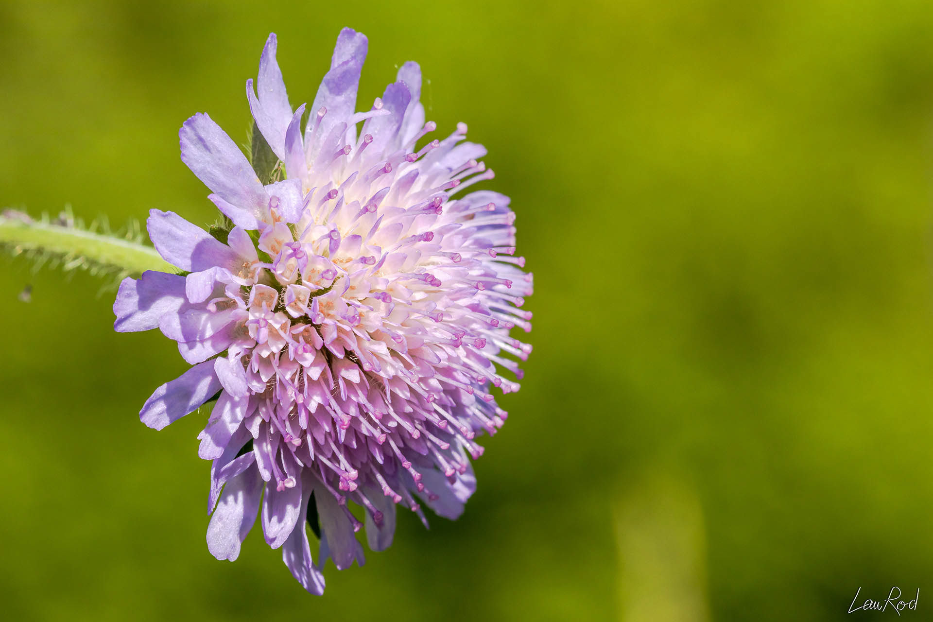 Knautie des champs - F007