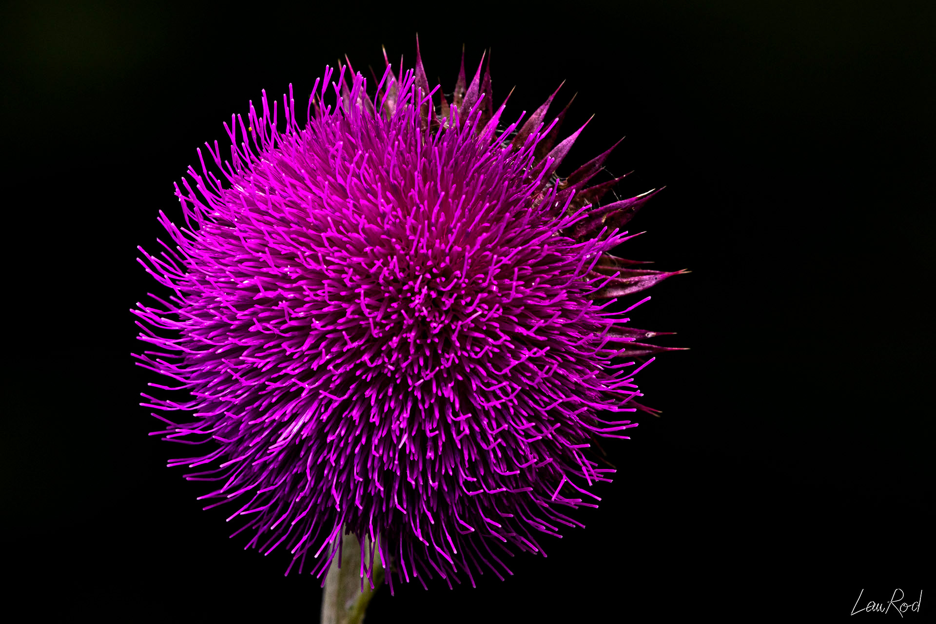 Chardon penché - F055