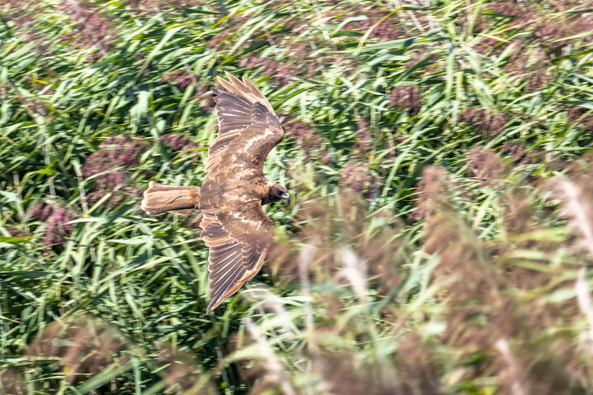 Busard des roseaux - OE 073