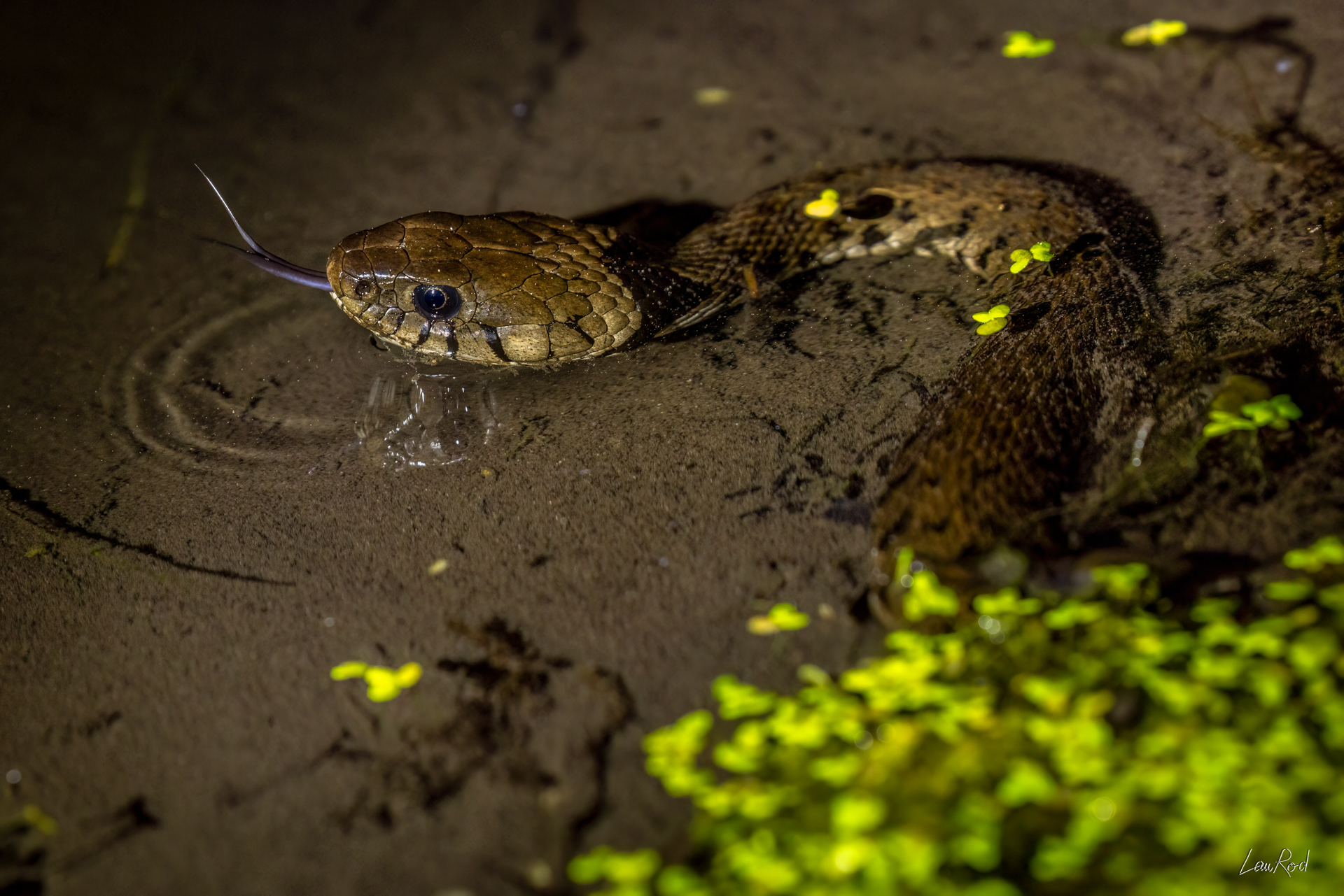 Couleuvre à collier - DHJ070