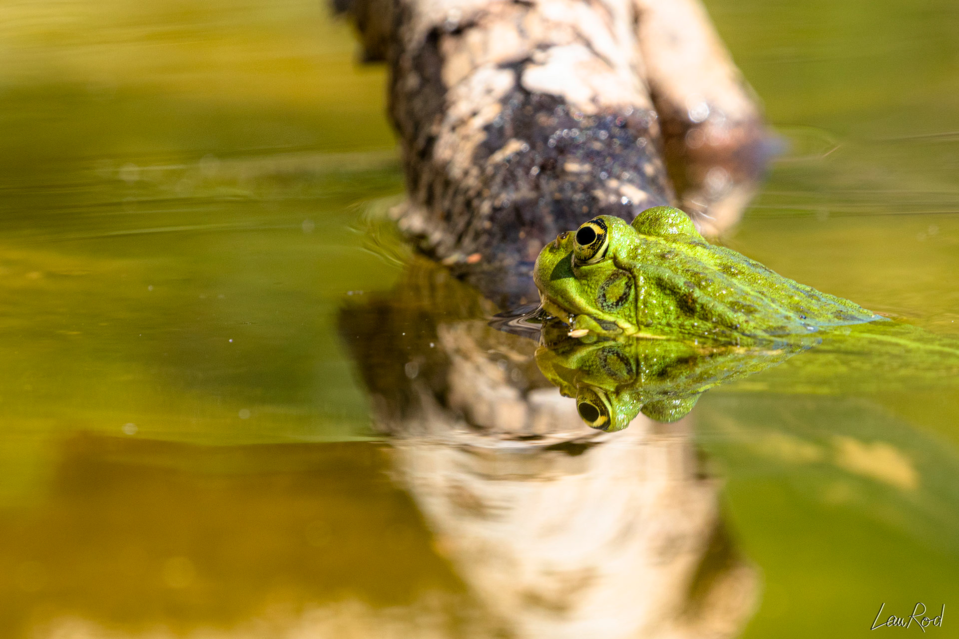 Grenouille verte - DHJ026