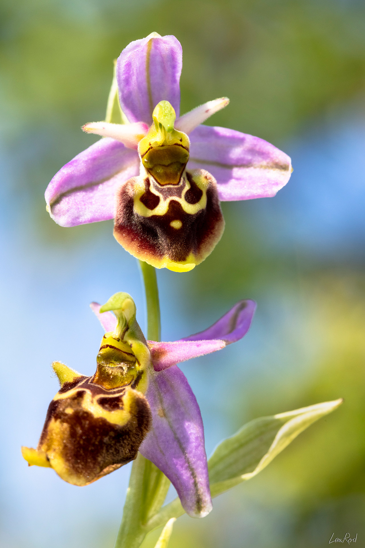 Ophrys bourdon - F094