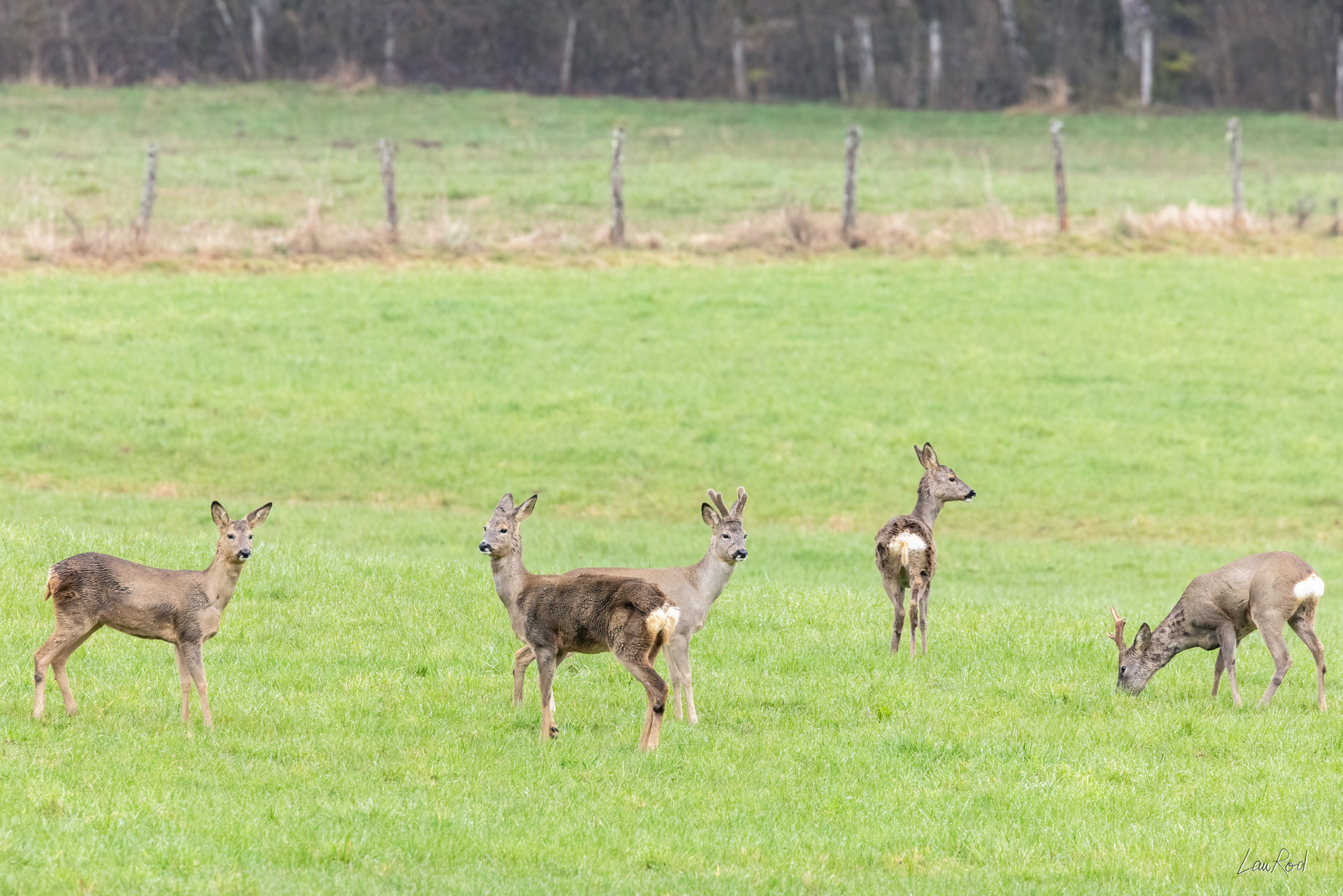 Harde de chevreuils - M173