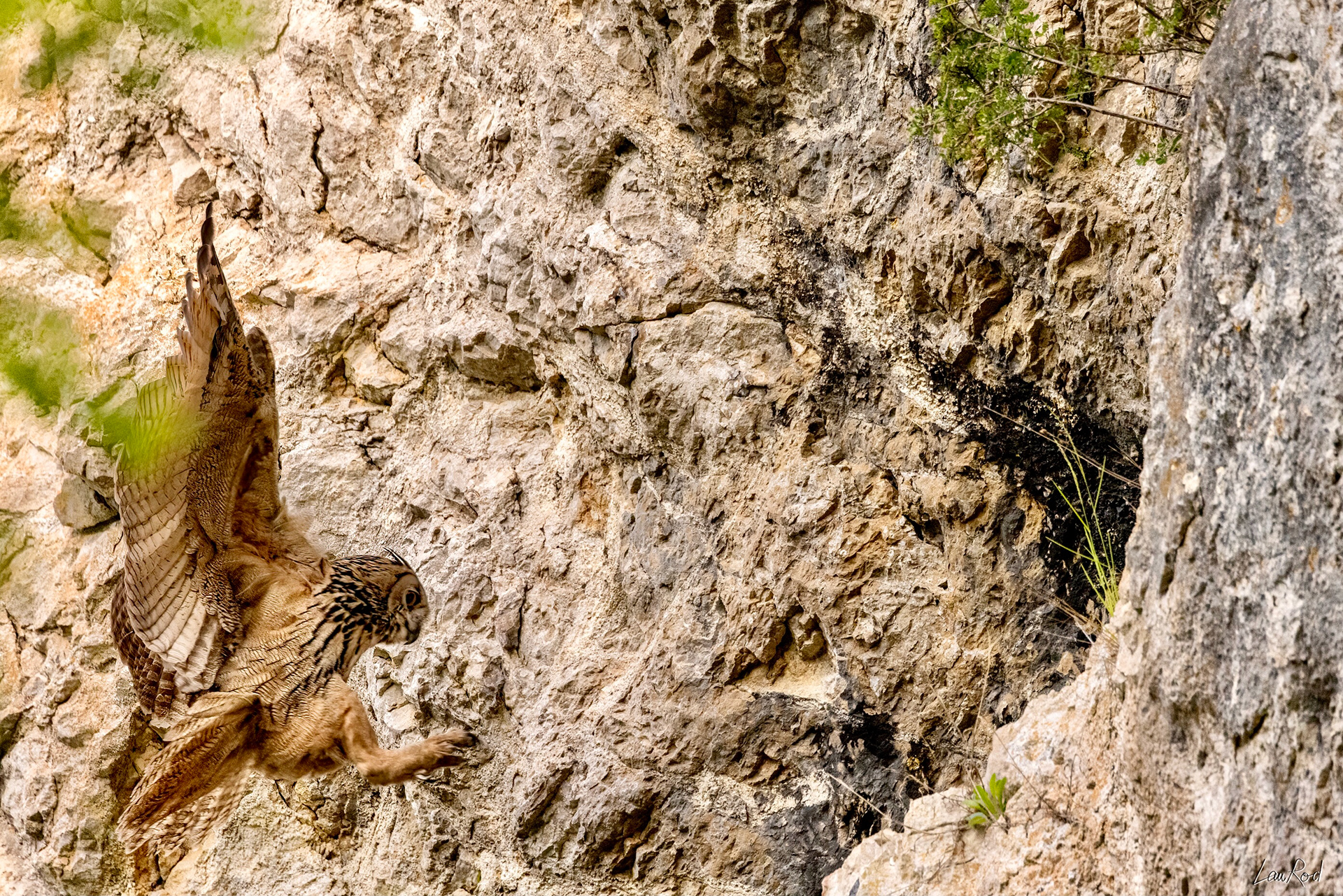 Grand duc femelle - OBJ084