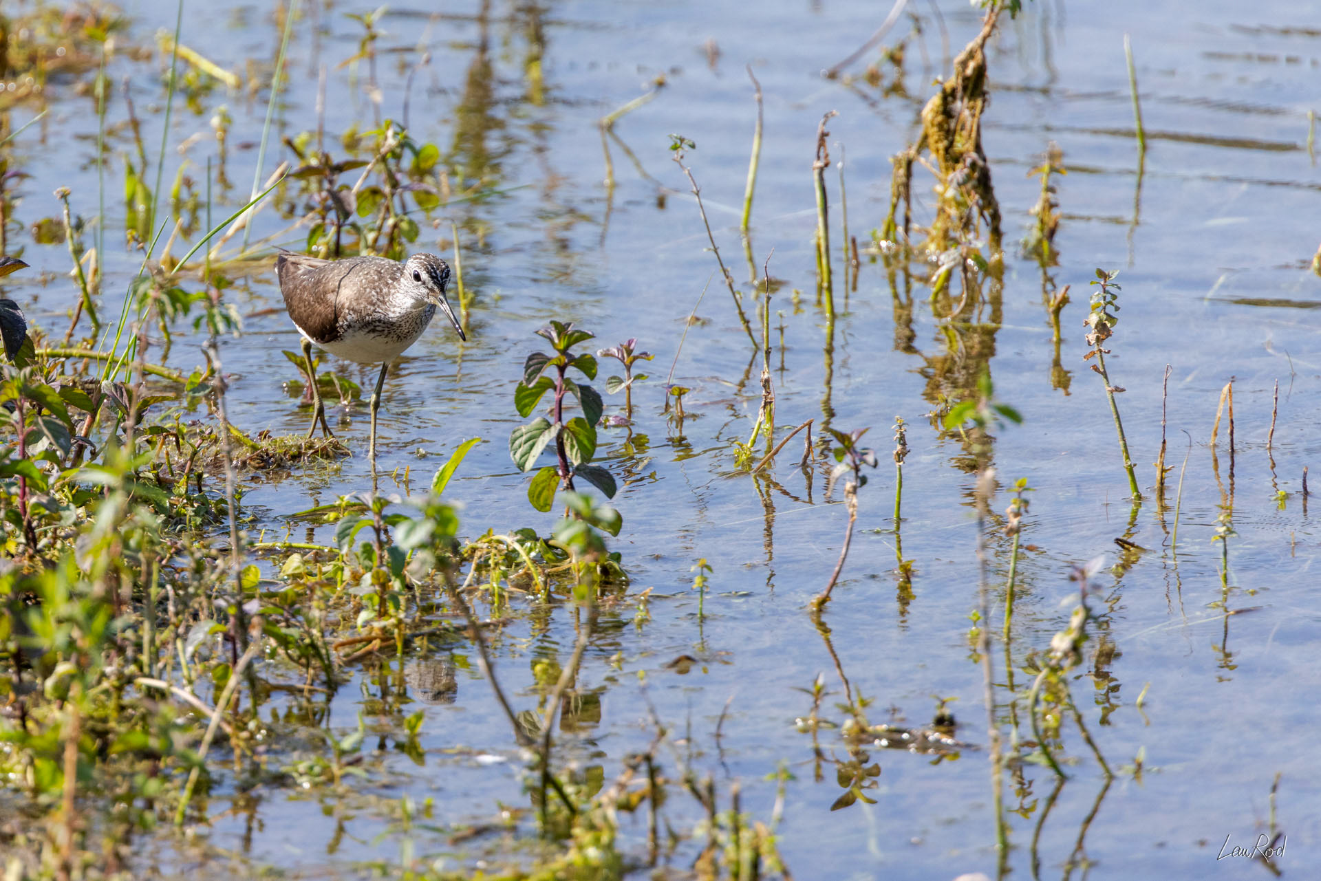 Chevalier cul blanc - OE 110