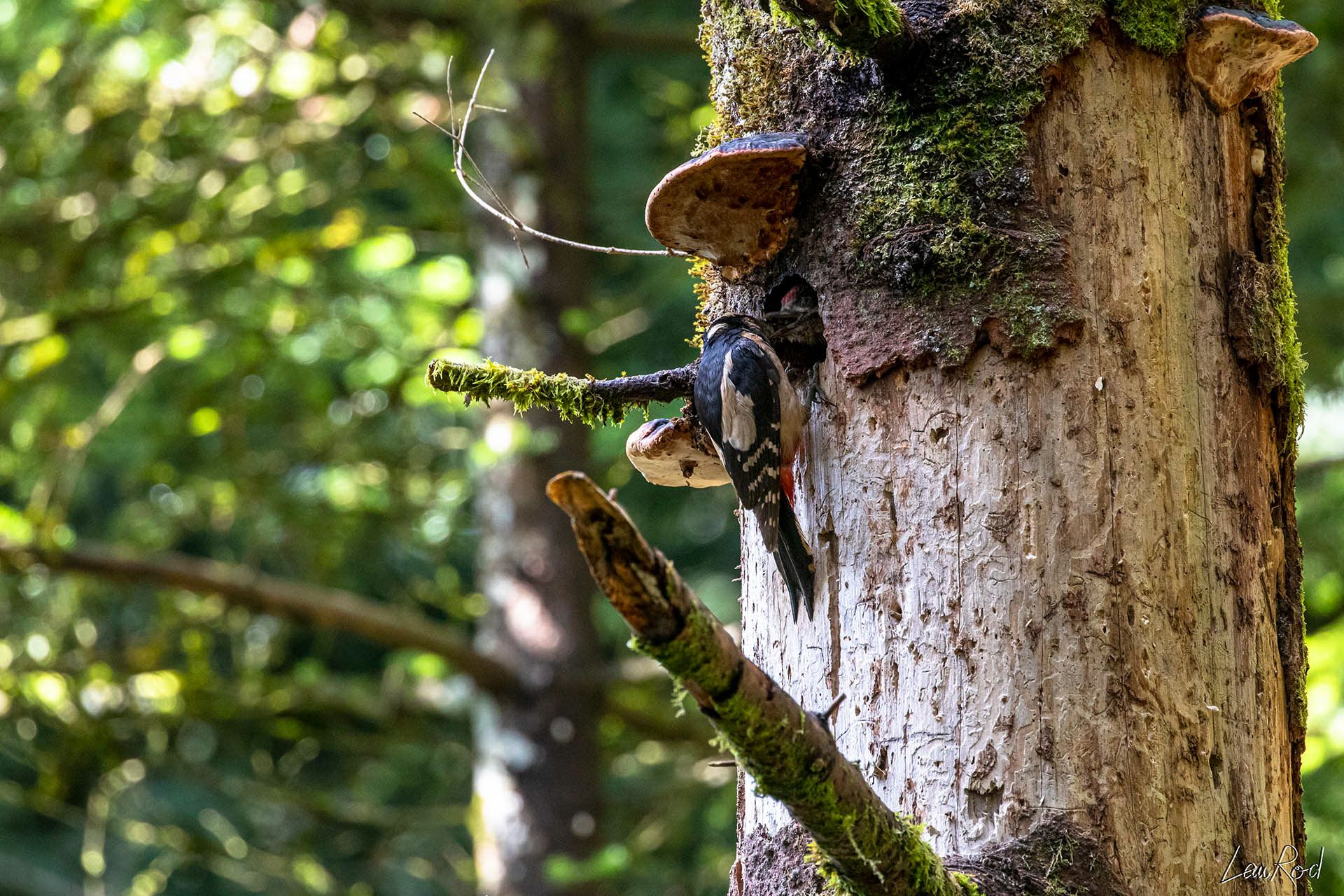 Pic épeiche - OBJ062