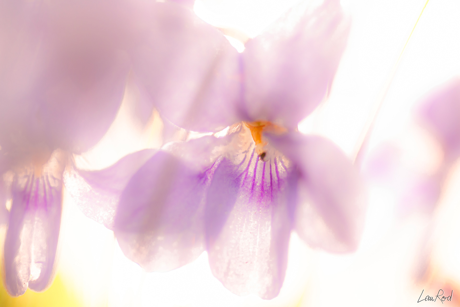 Violette odorante - F019