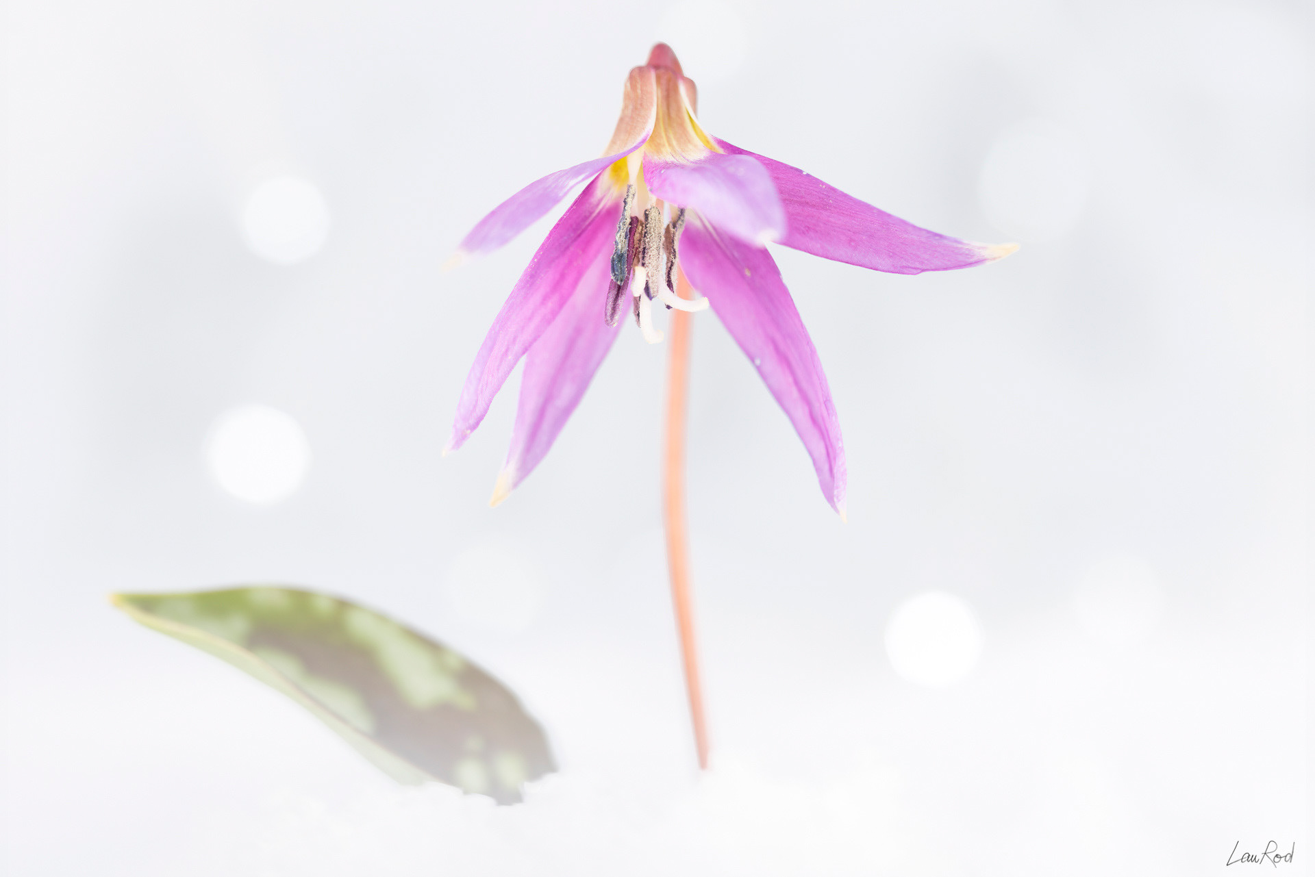 Érythrone dent de chien - F102