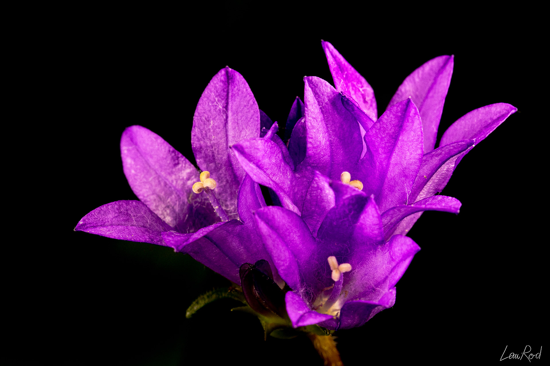 Campanule gantelée - F057