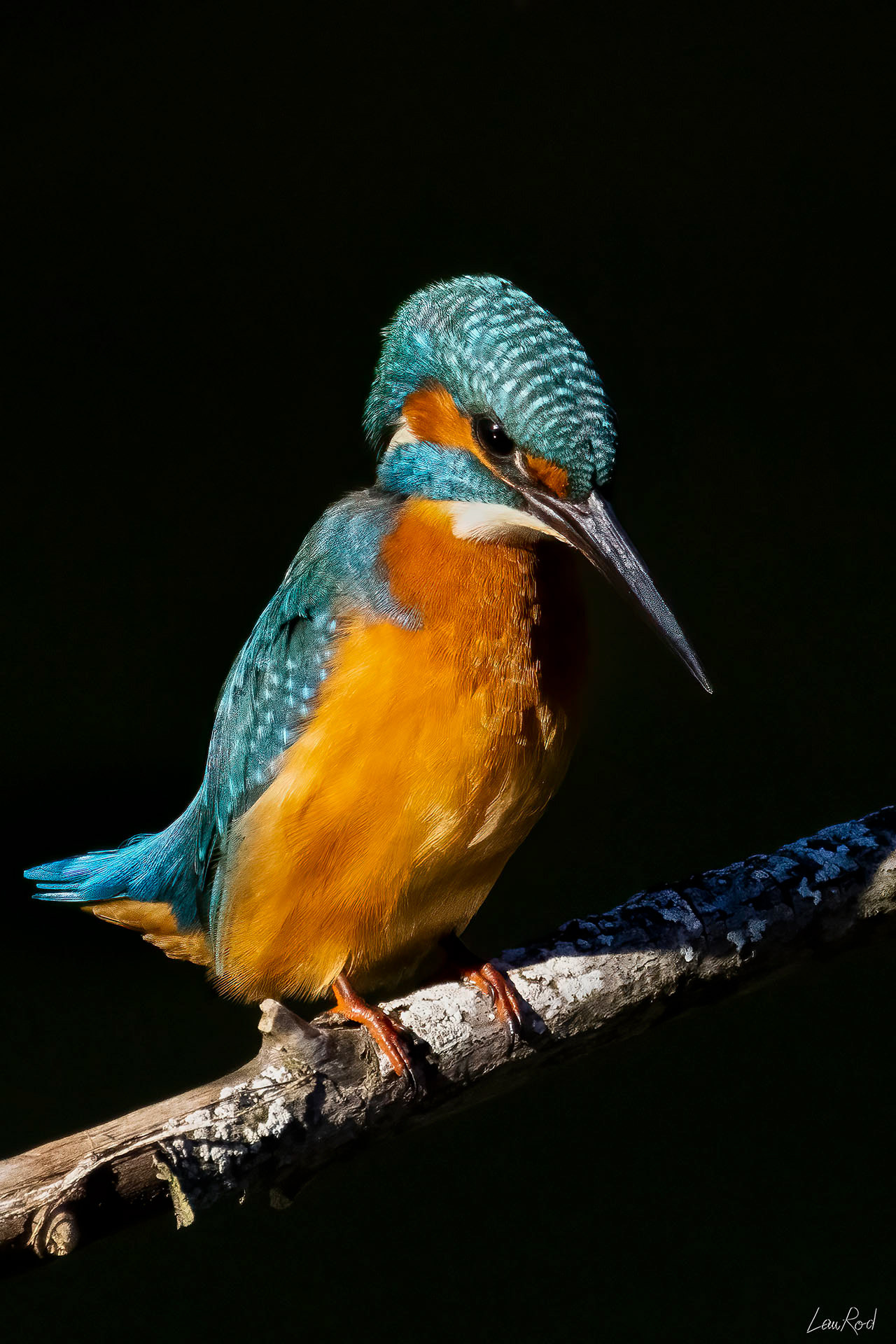 Martin pêcheur - OE 062