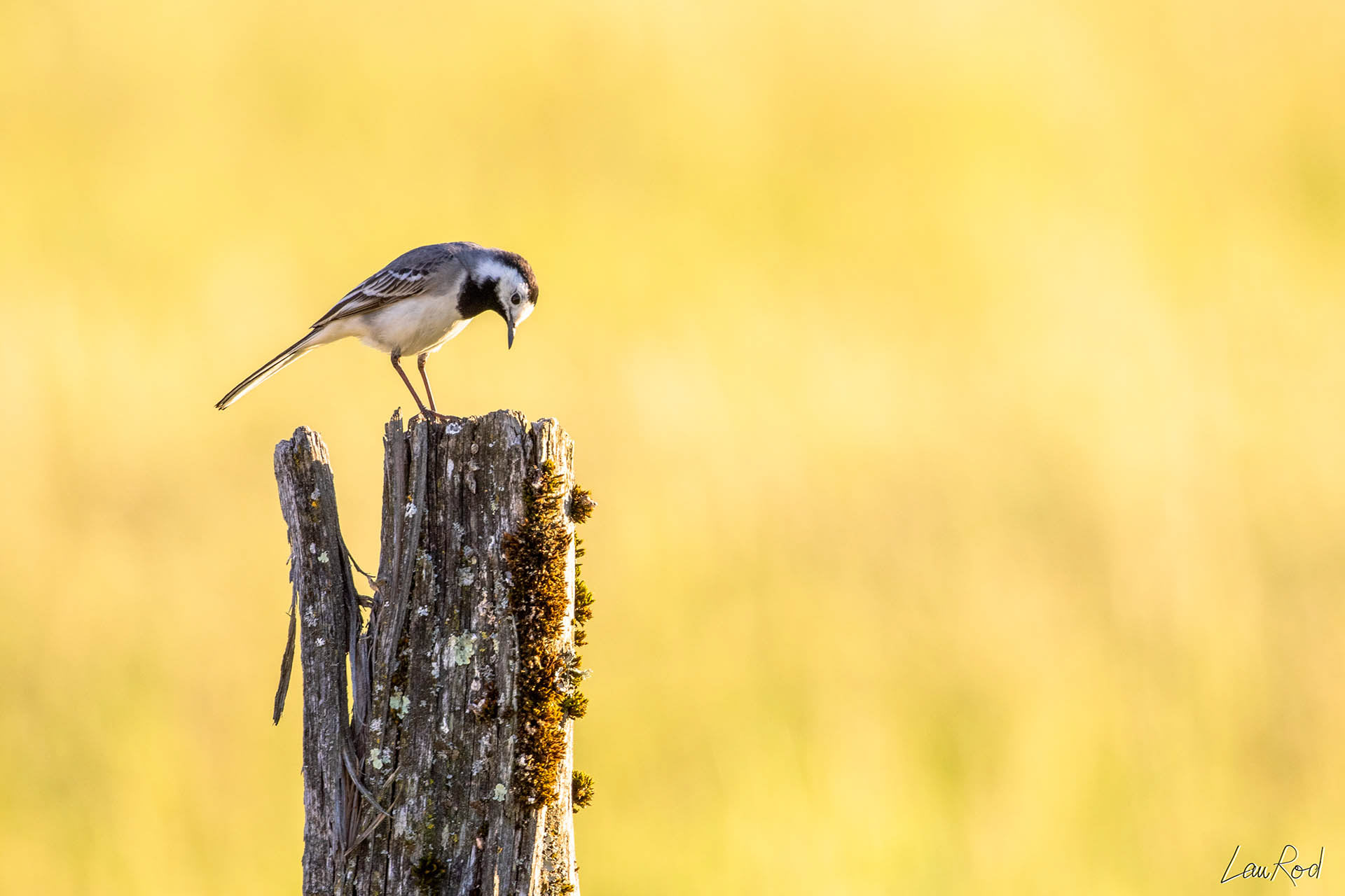 Bergeronette - OBJ036