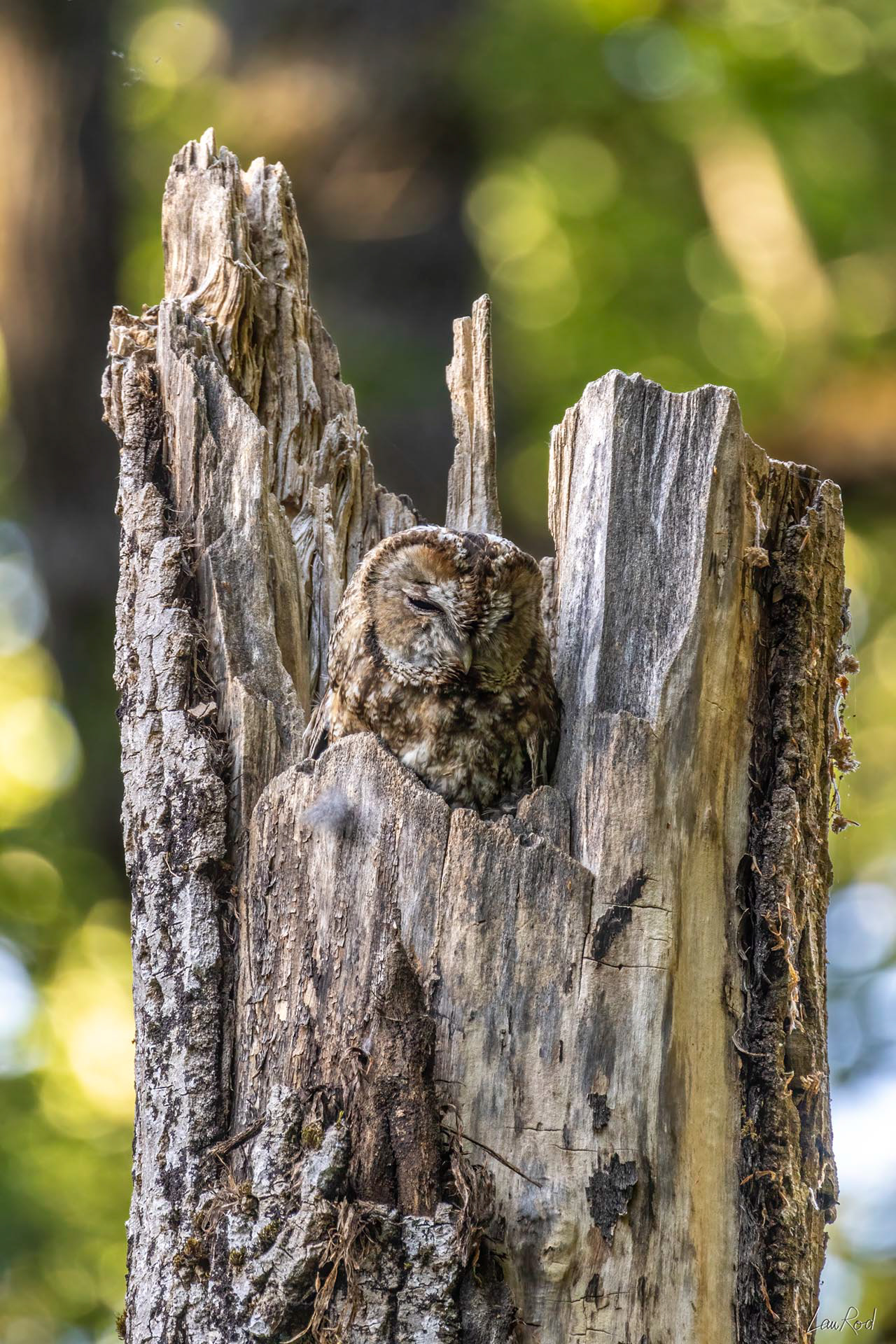 Chouette hulotte - OBJ116