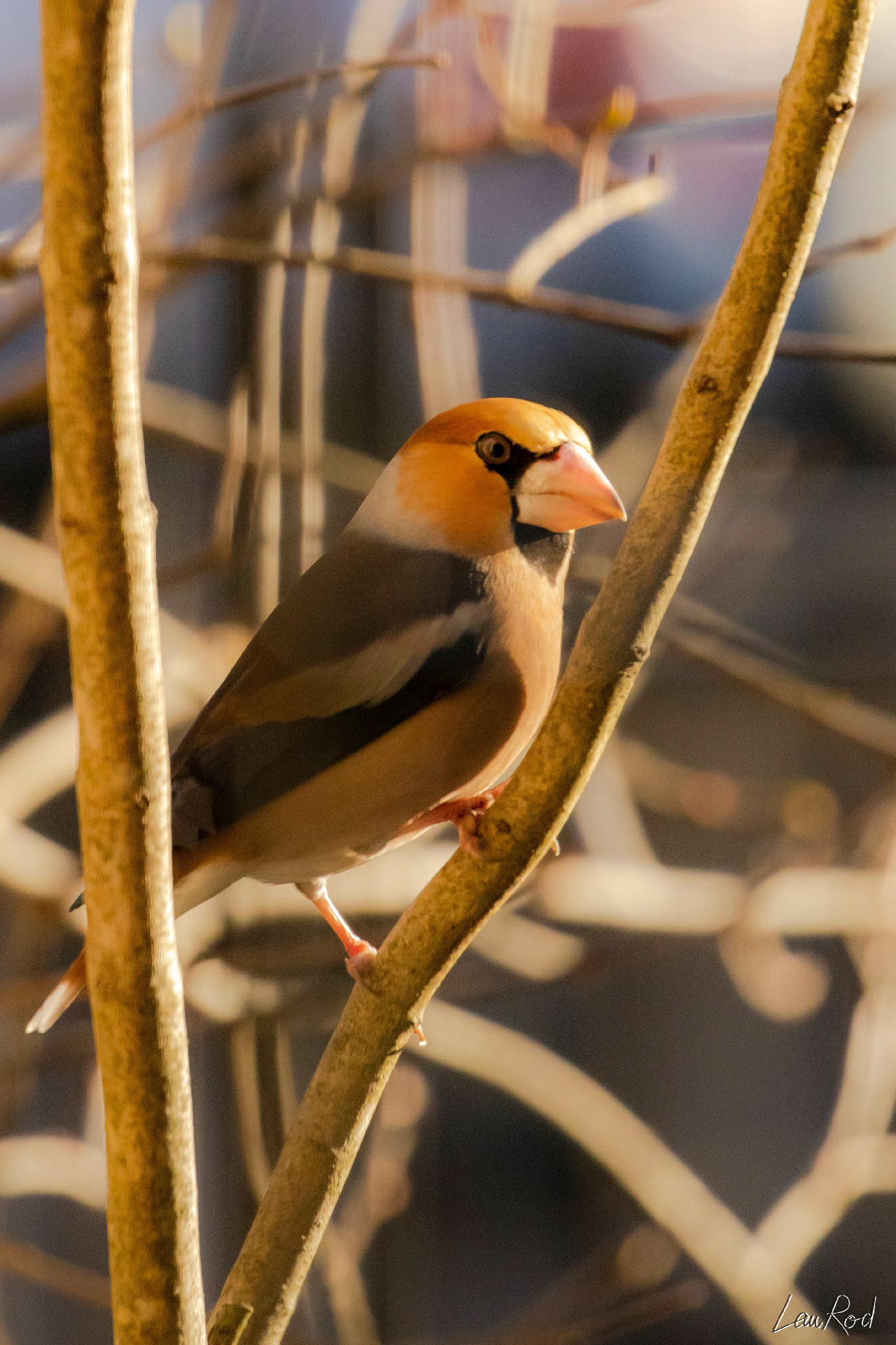 Gros-bec casse-noyau - OBJ044