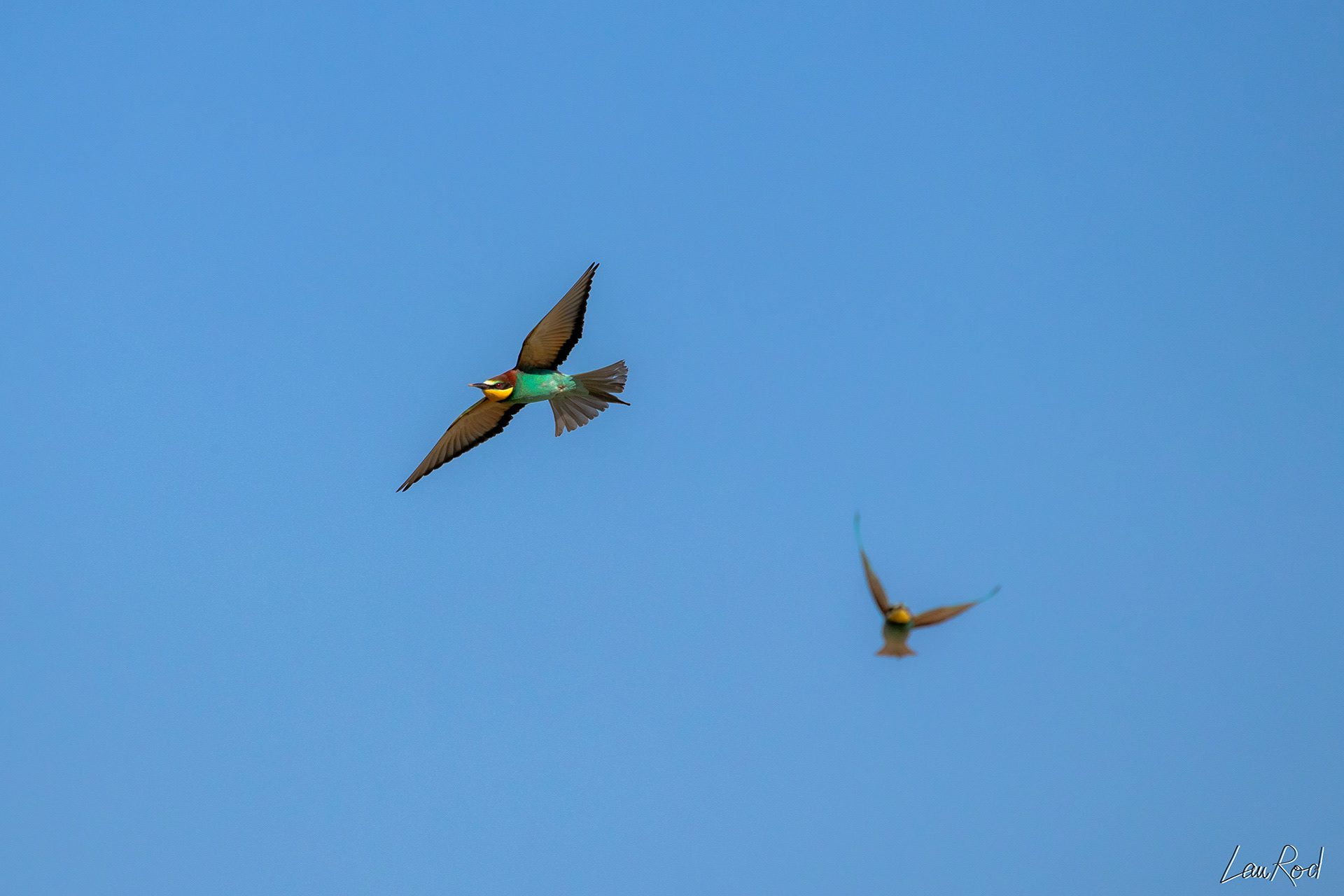 Guêpiers d'Europe - OE 042