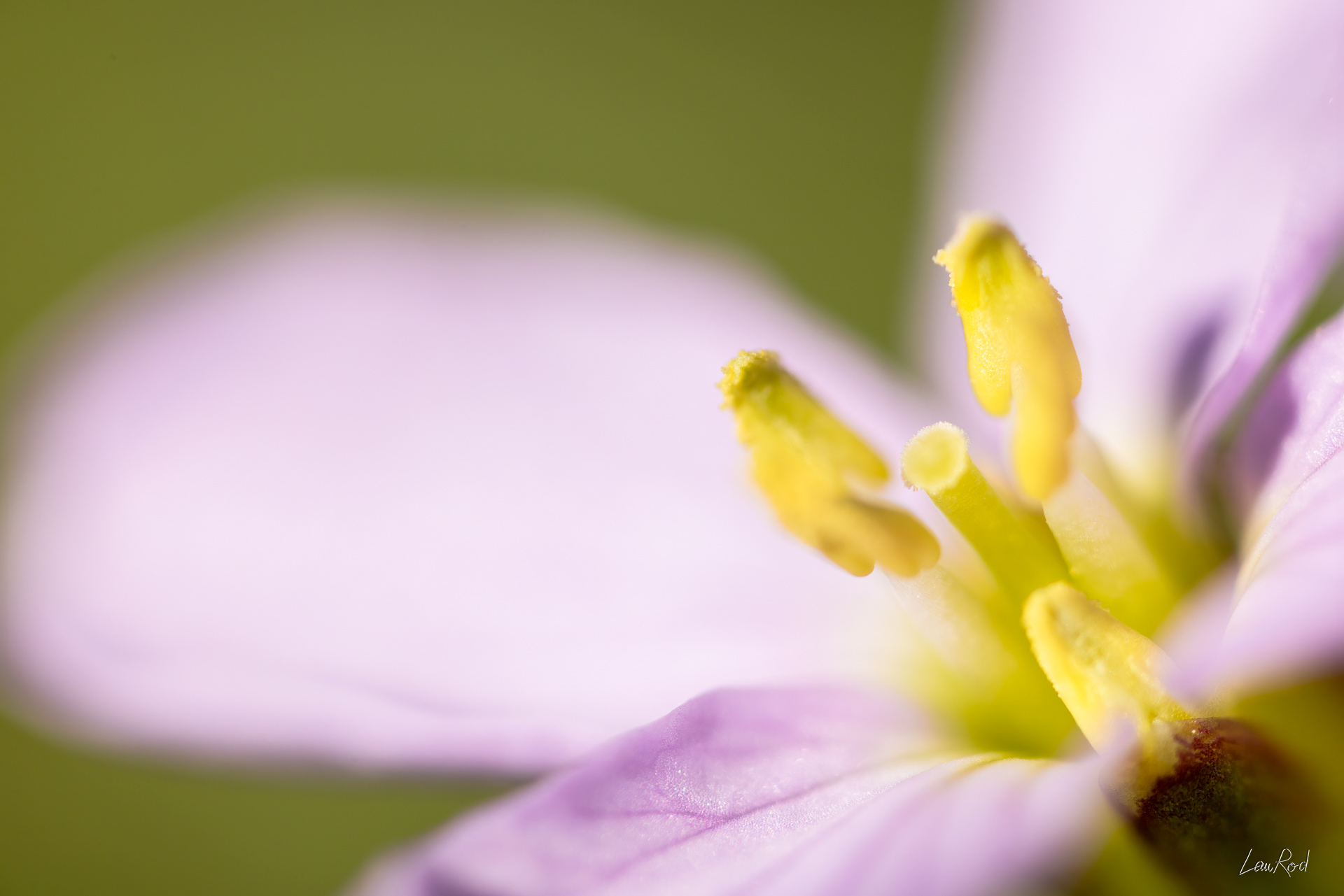 Cardamine des prés - Mac14