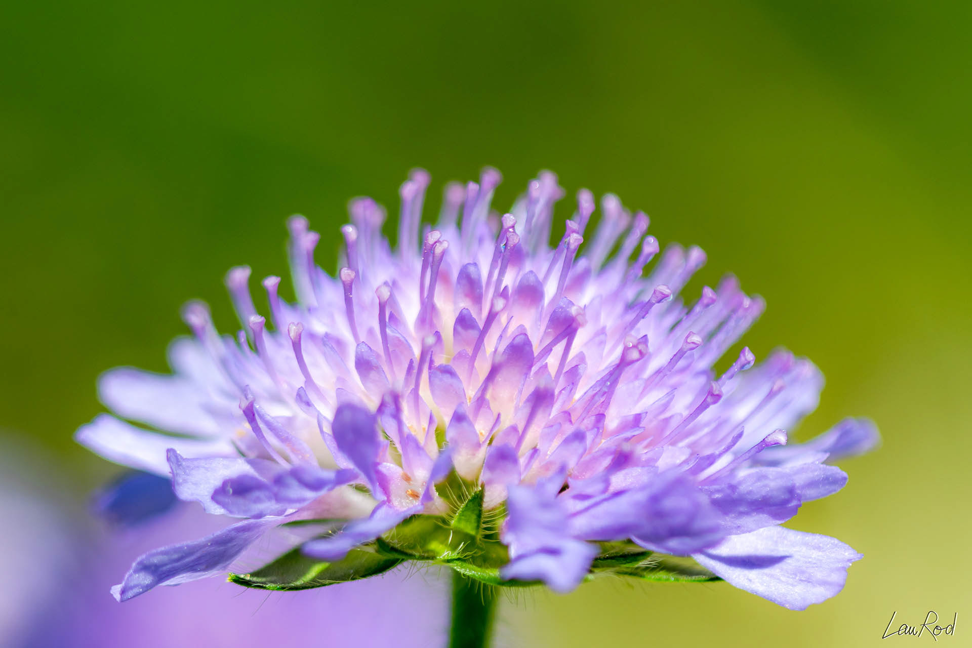 Knautie des champs - F008