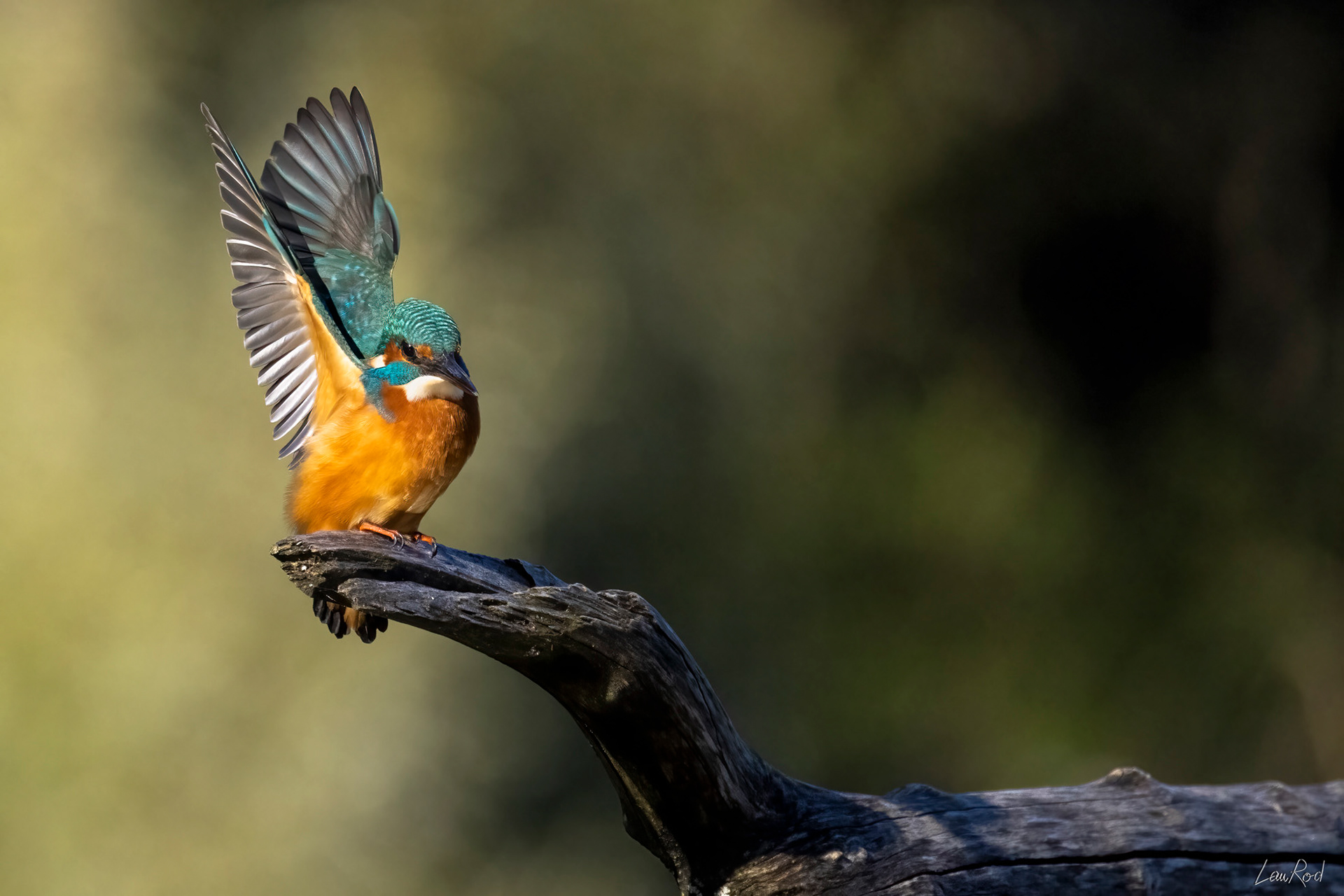 Martin pêcheur - OE 063