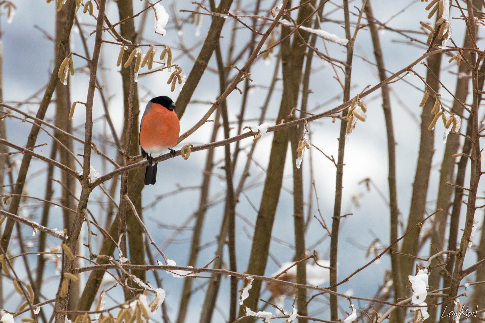 Bouvreuil pivoine  - OBJ013