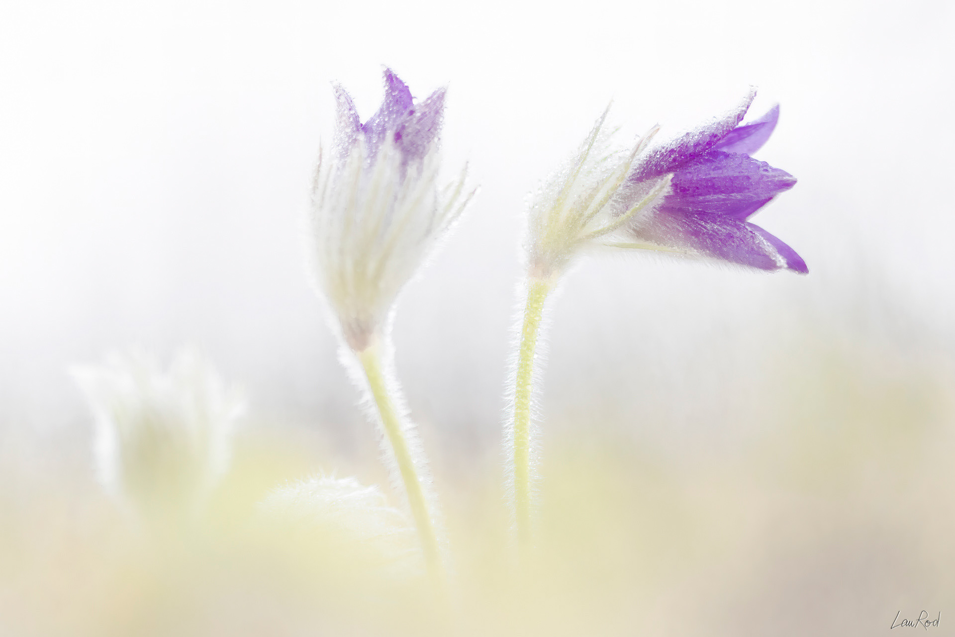 Anémone pulsatille - F101