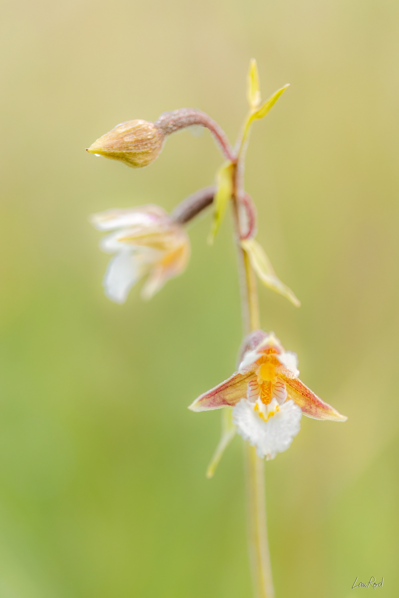 Epipactis des marais - F123