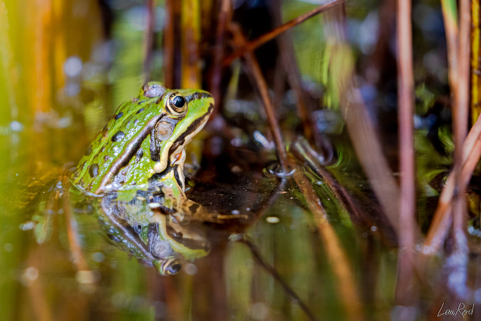 Grenouille verte - DHJ029