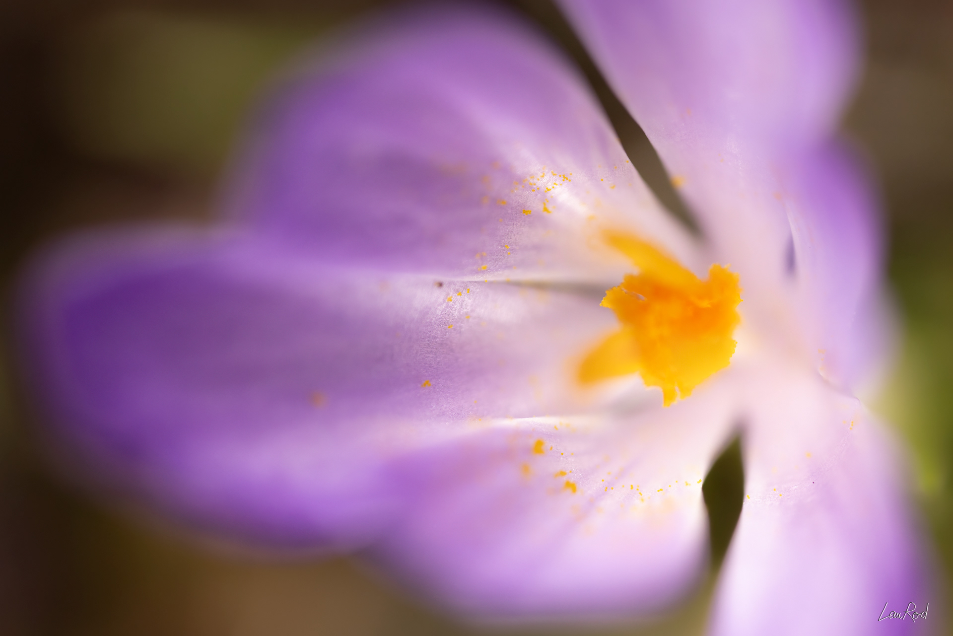 Crocus - Mac32