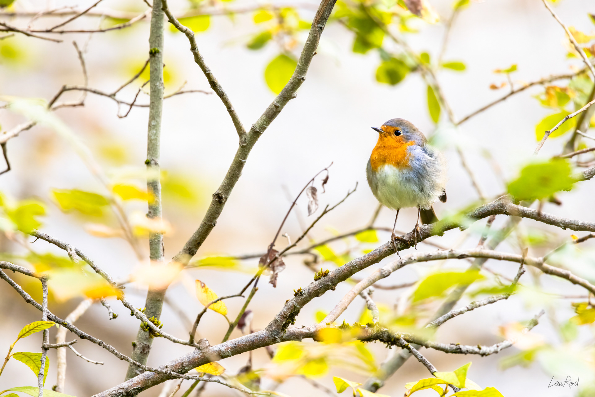 Rouge gorge - OBJ154