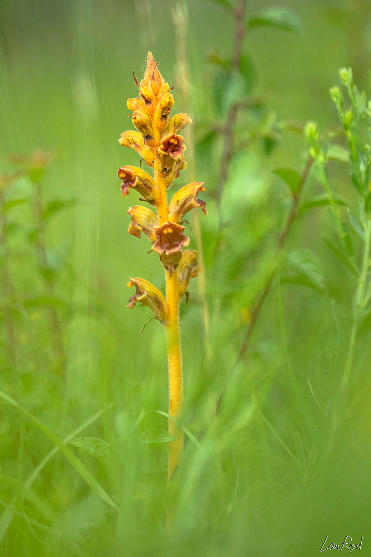 Orobranche du trèfle - F053