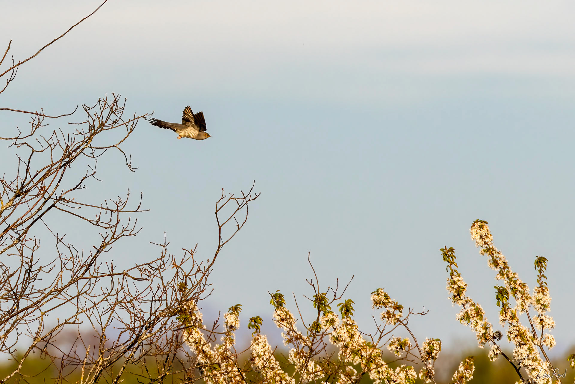 Coucou gris - OBJ106