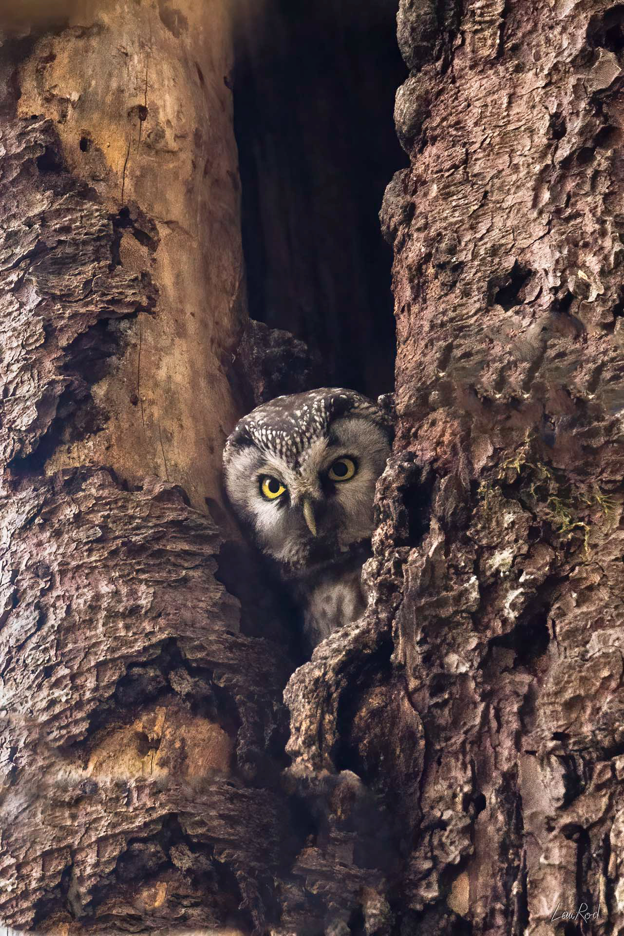 Chouette de Tengmalm - OBJ162