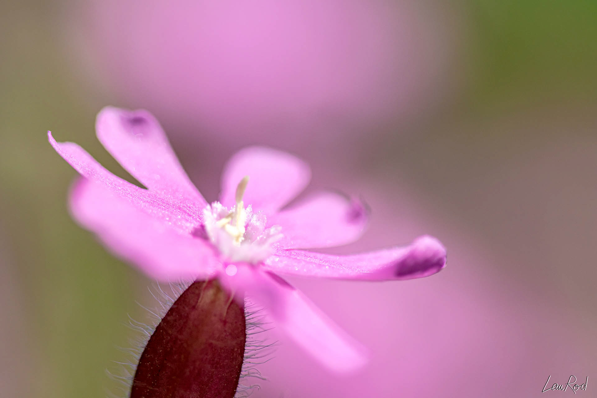 Le compagnon rouge - F004