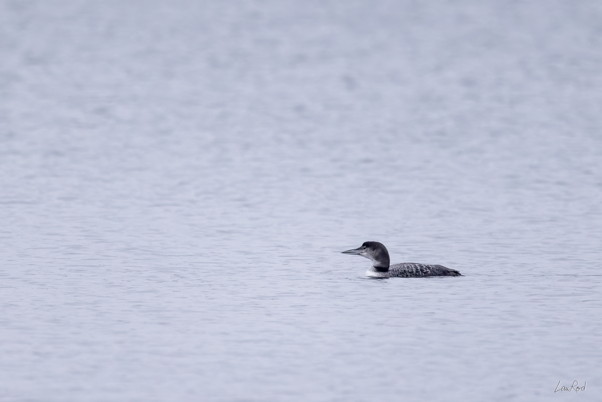 Plongeon Imbrin - OE 116