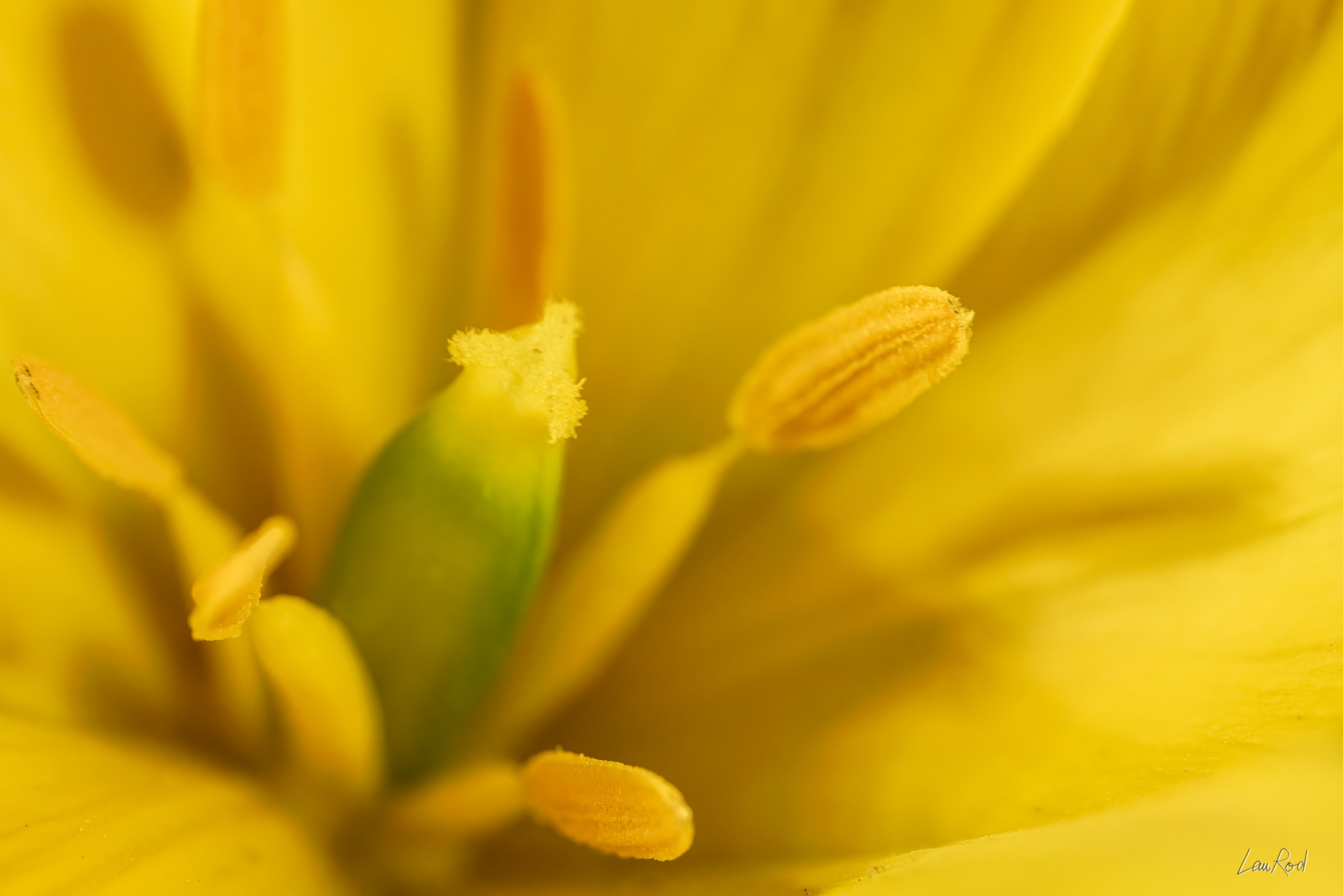 Tulipe de vigne - Mac 26