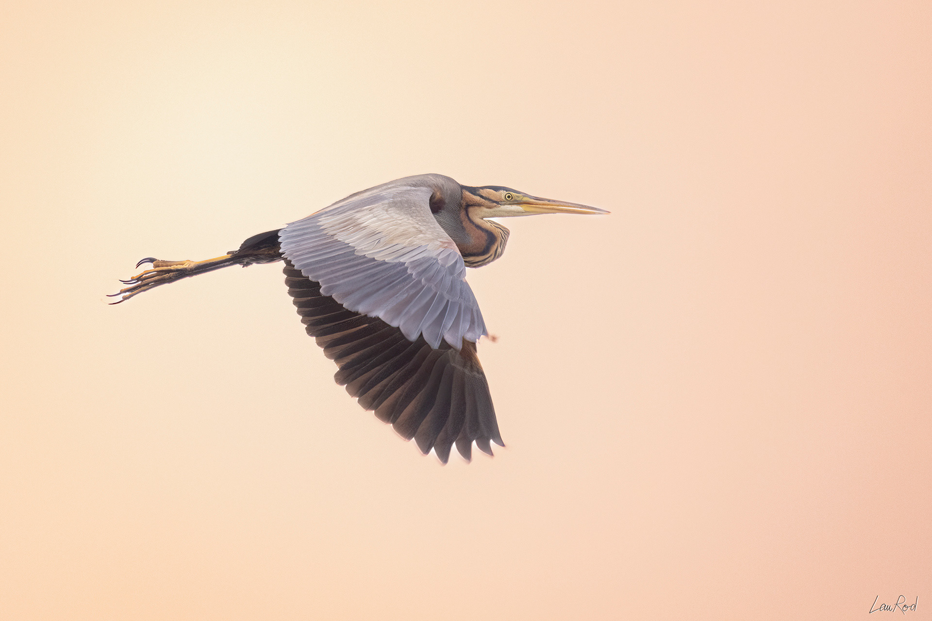 Héron pourpré - OE 064