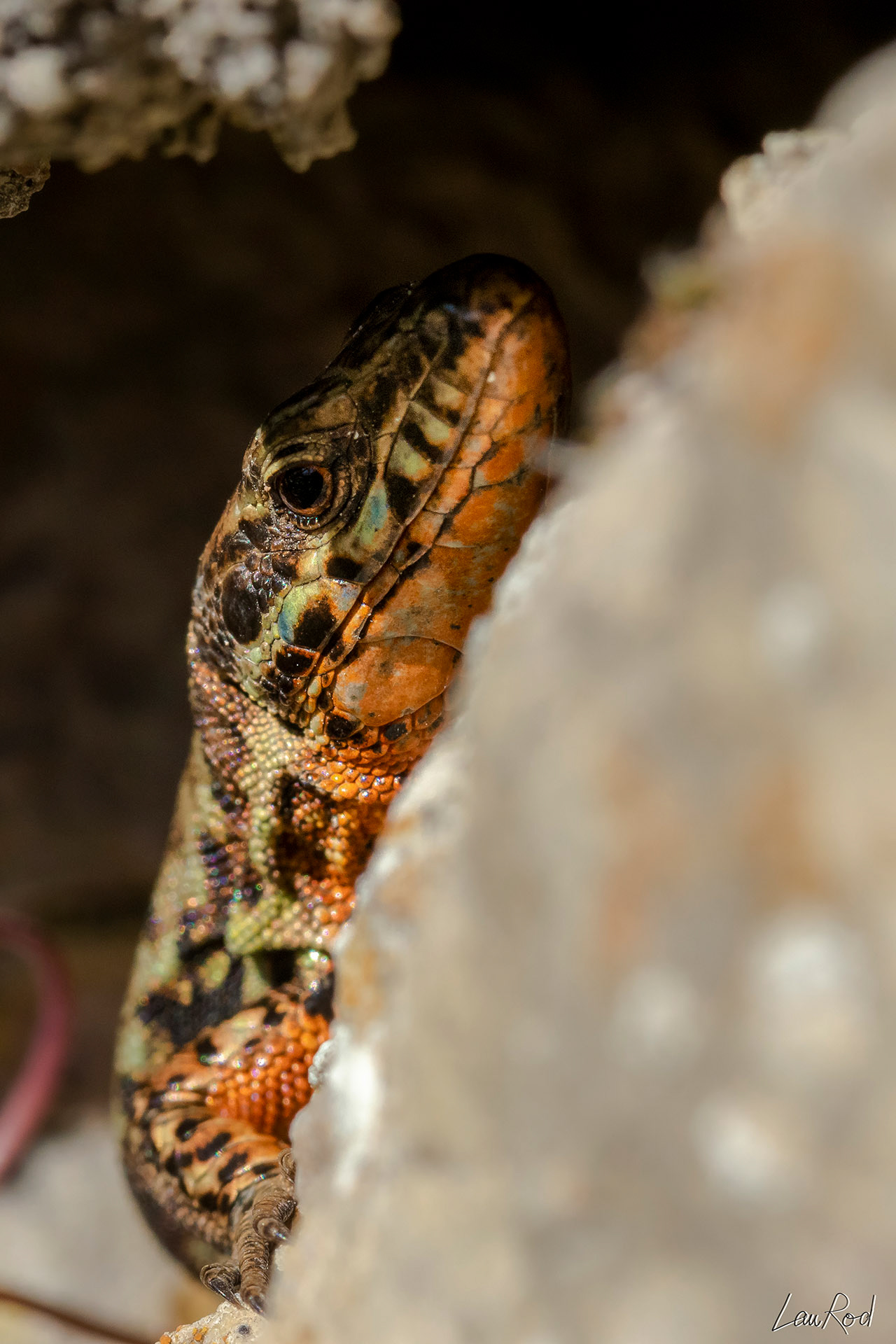 Lézard des murailles - DHJ021