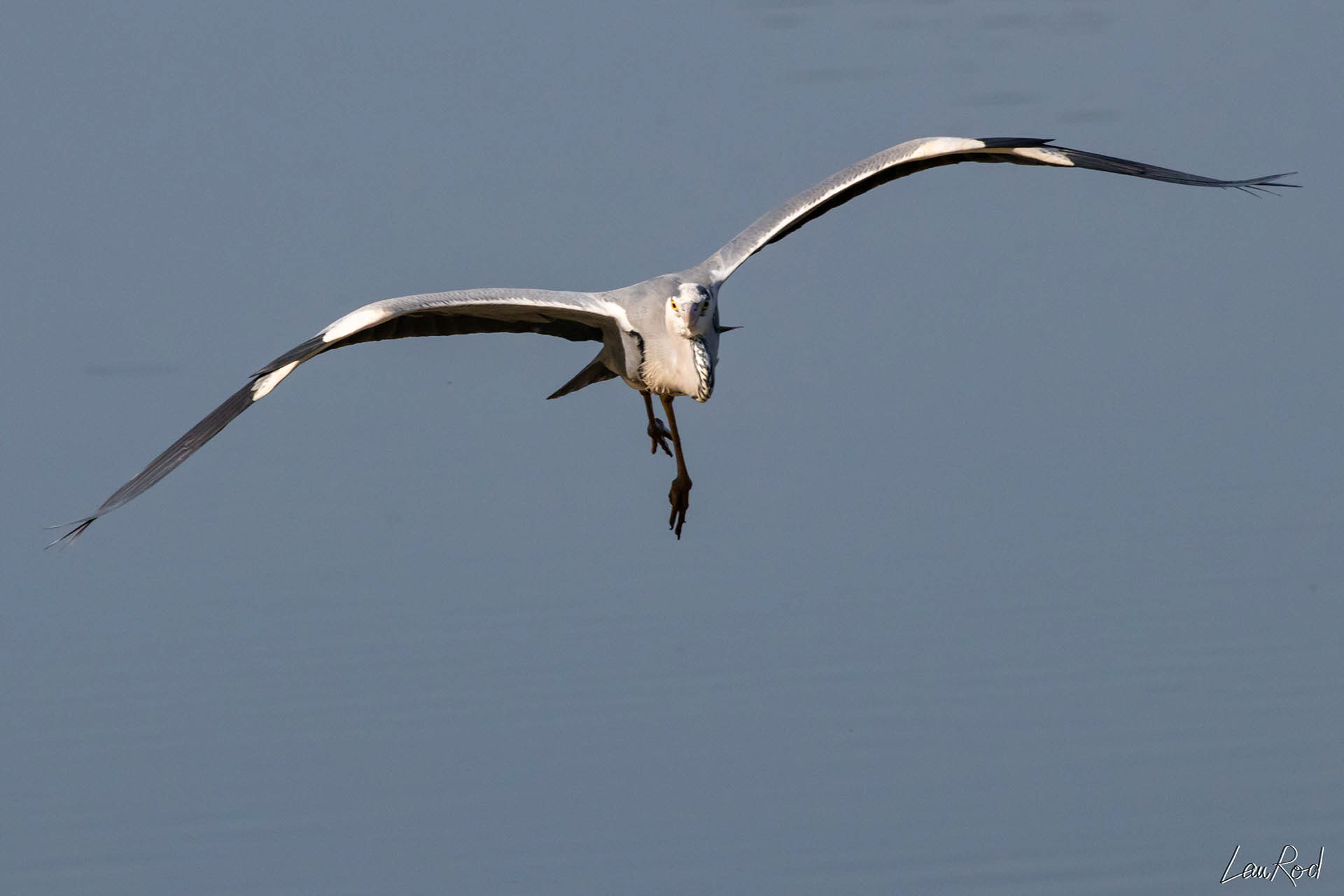 Héron cendré - OE 004