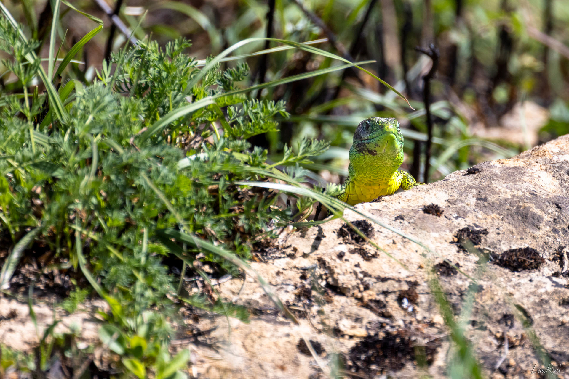 Lézard vert - DHJ043