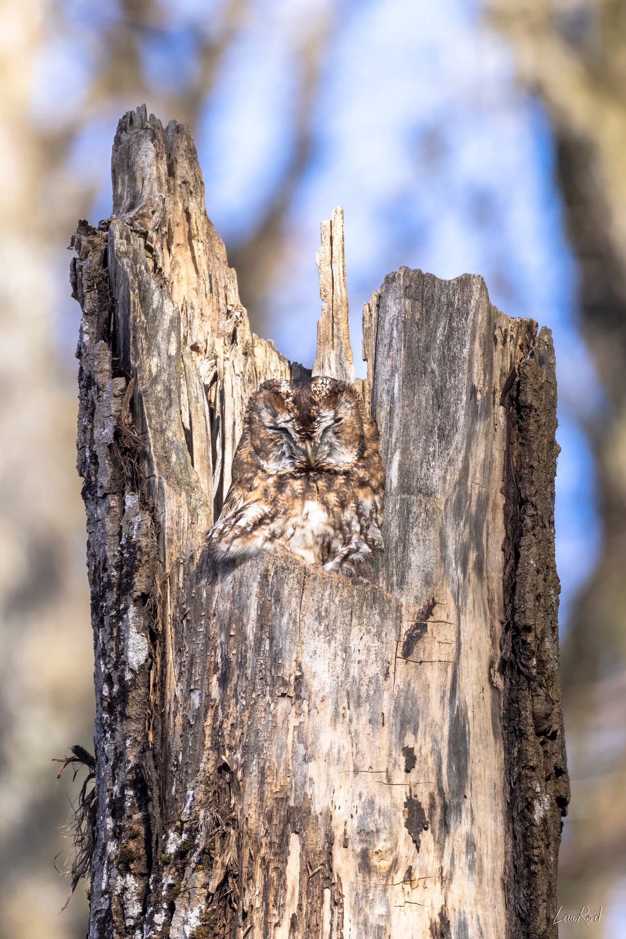 Chouette hulotte - OBJ128