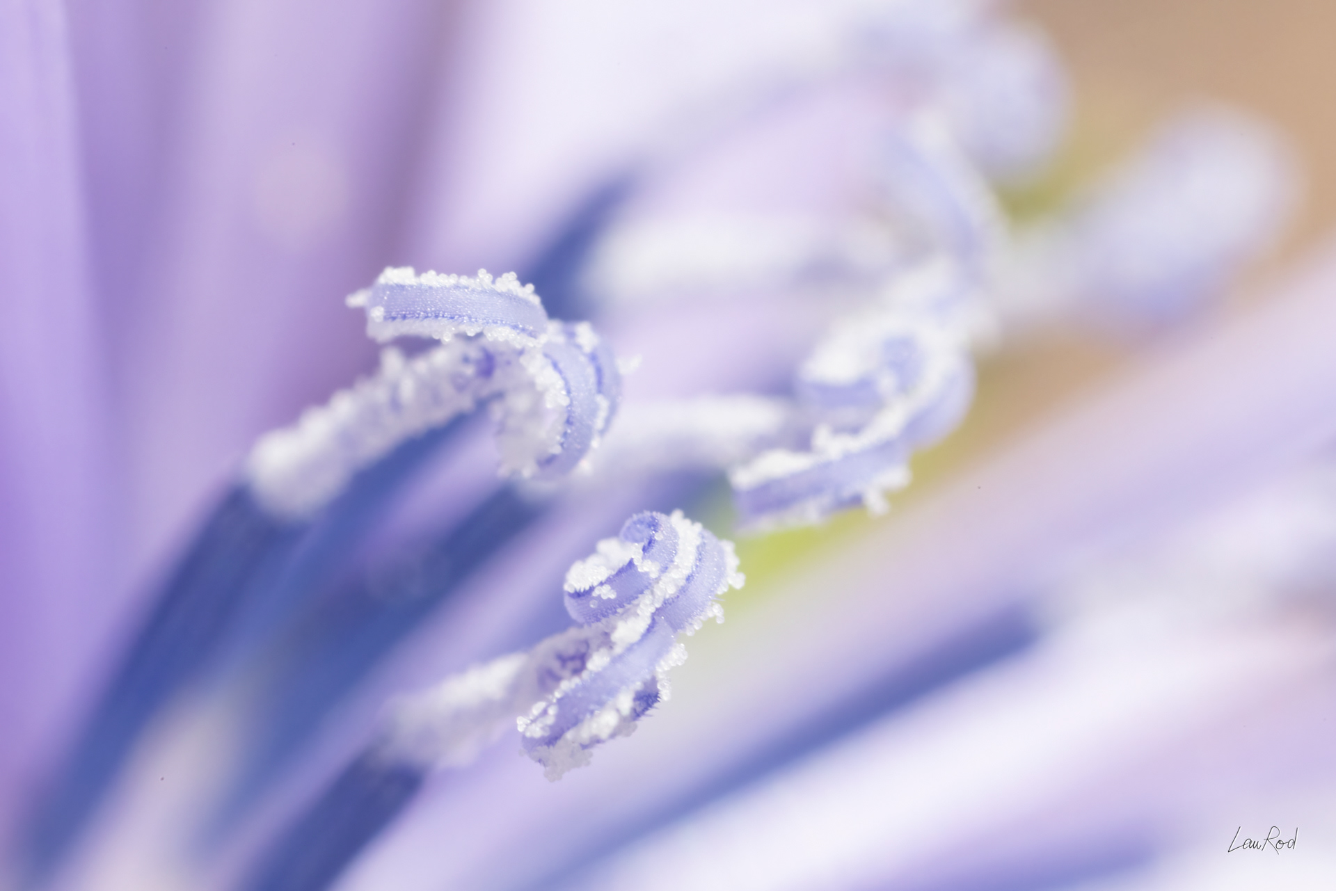 Catananche cupidone - Mac36