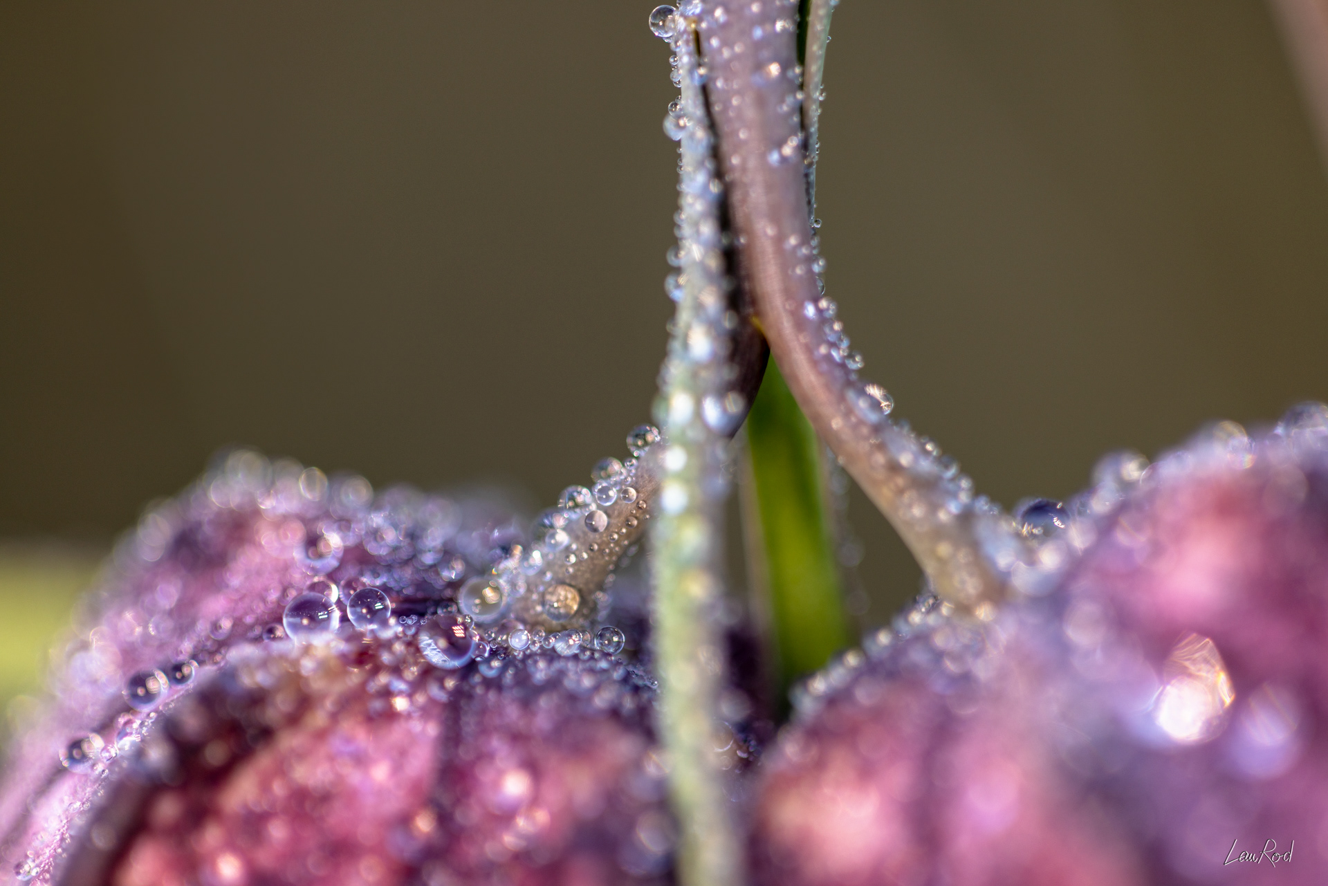 Fritillaire pintade - Mac09