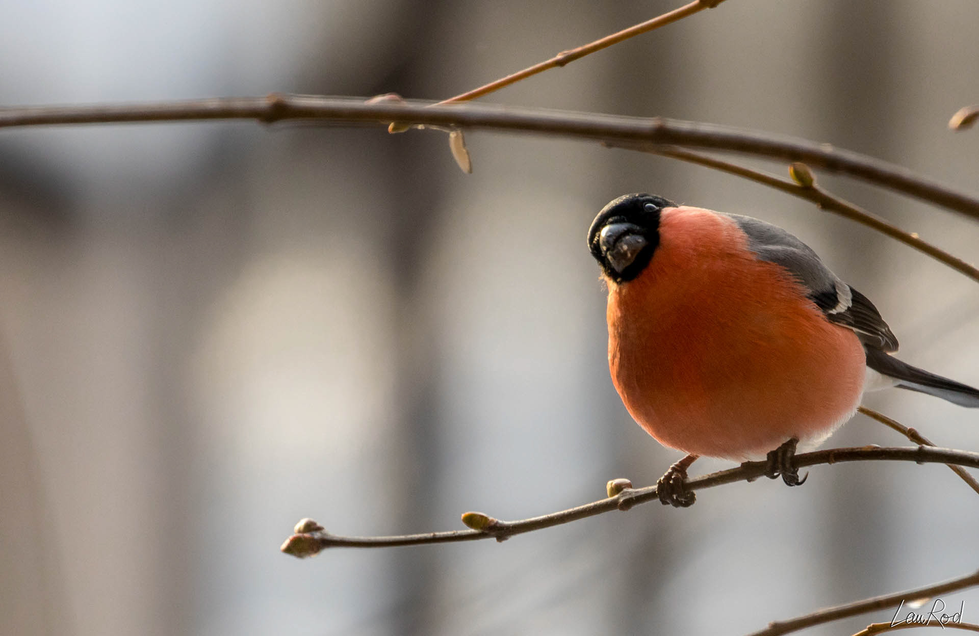 Bouvreuil pivoine  - OBJ014