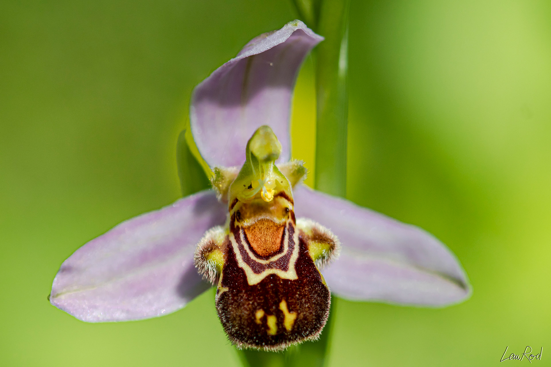 Ophrys abeille - F049