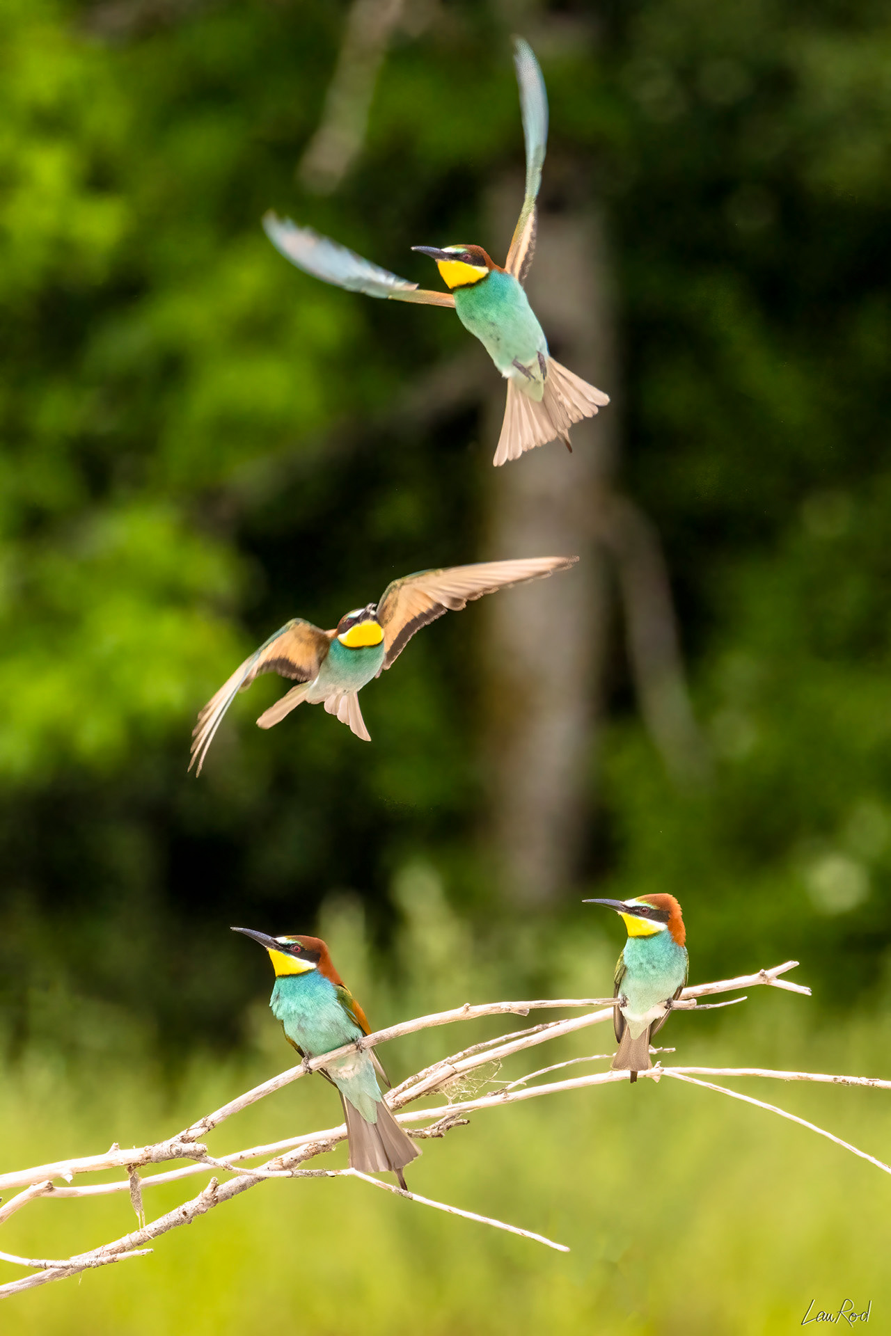 Guêpier d'Europe - OE 068