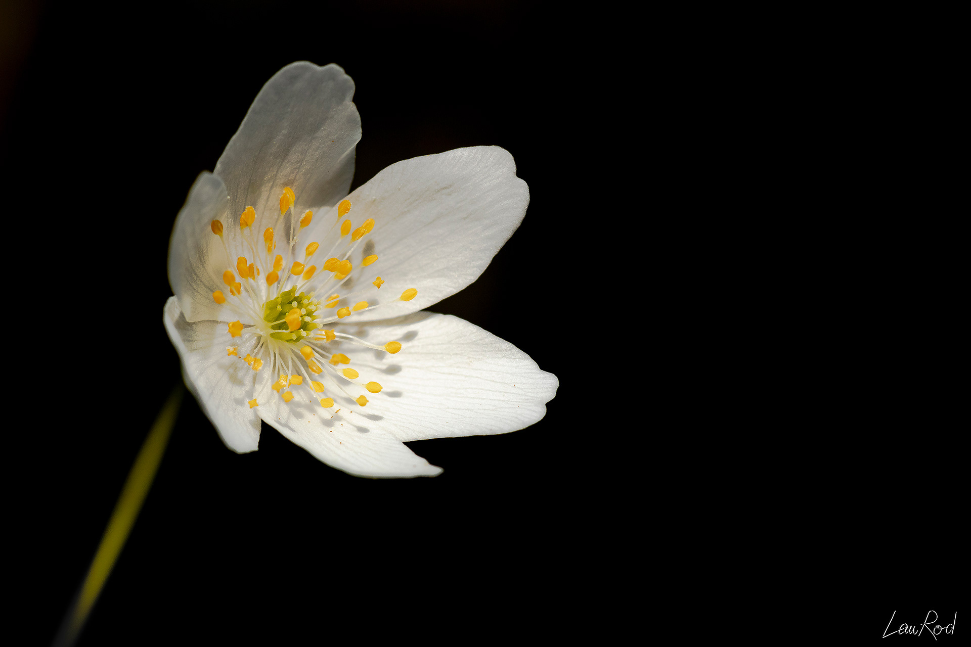 Anémone des bois - F025