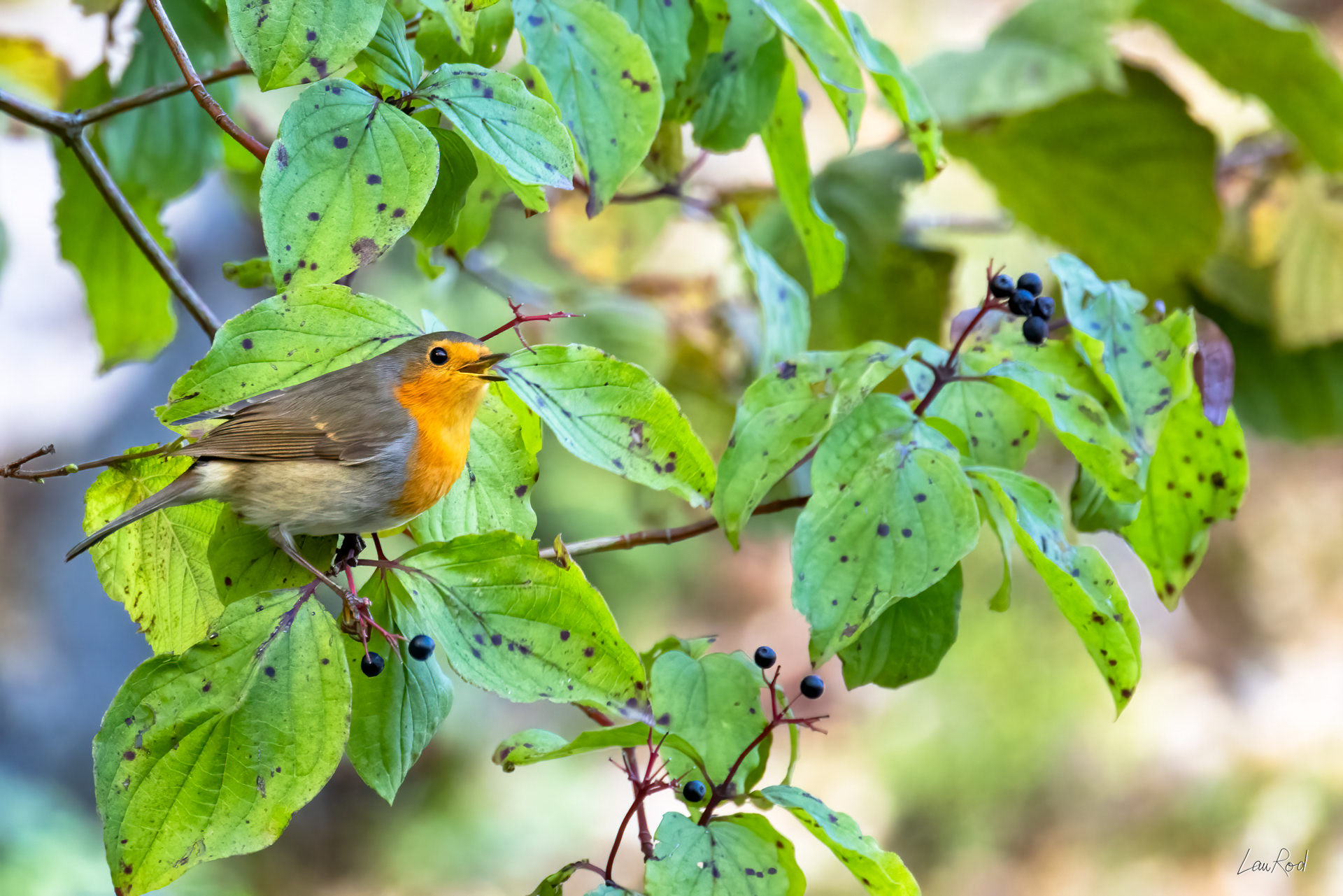 Rouge gorge - OBJ153