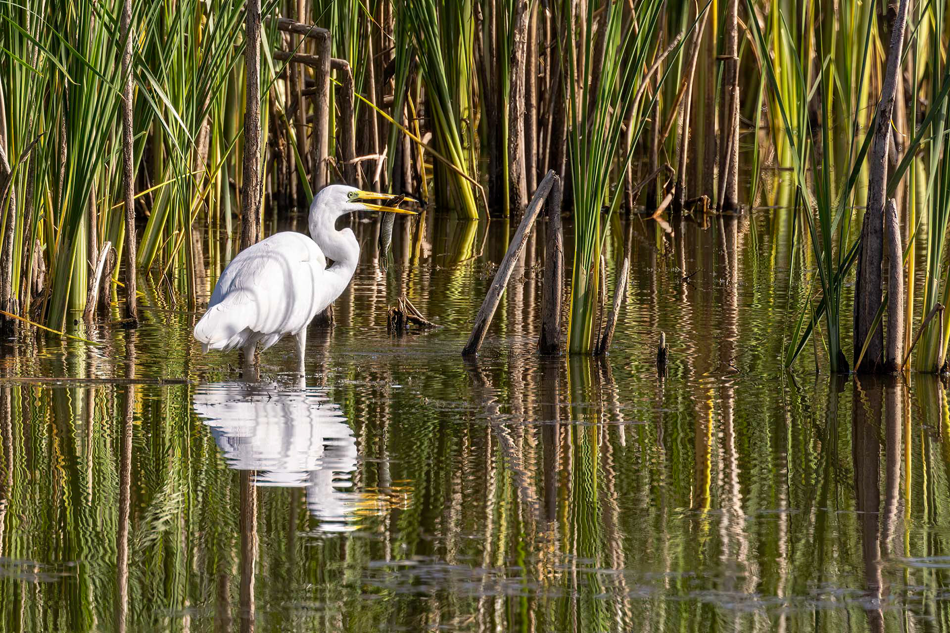 Grande aigrette - OE 074